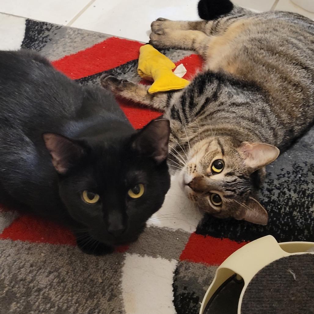 Doo, a Adoptable Domestic Short Hair in Chaska, MN image 3/4