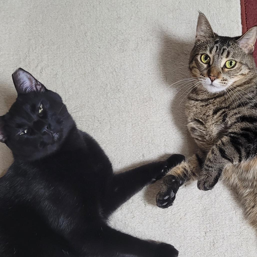 Enlarge Doo, a Adoptable Domestic Short Hair in Chaska, MN image 6/6