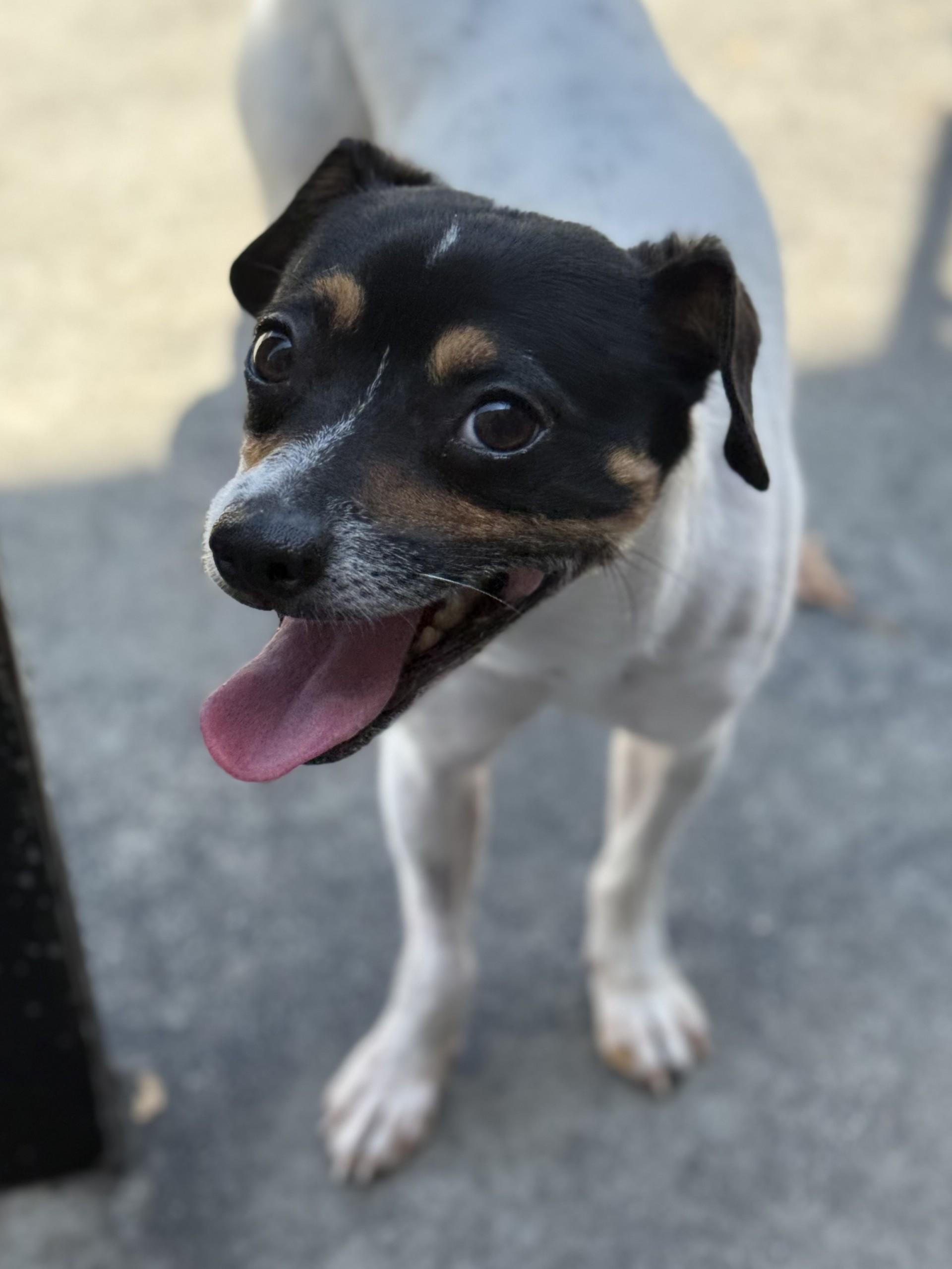 Champ, a ADOPTABLE mixed breed in Los Alamitos, CA image 6/6