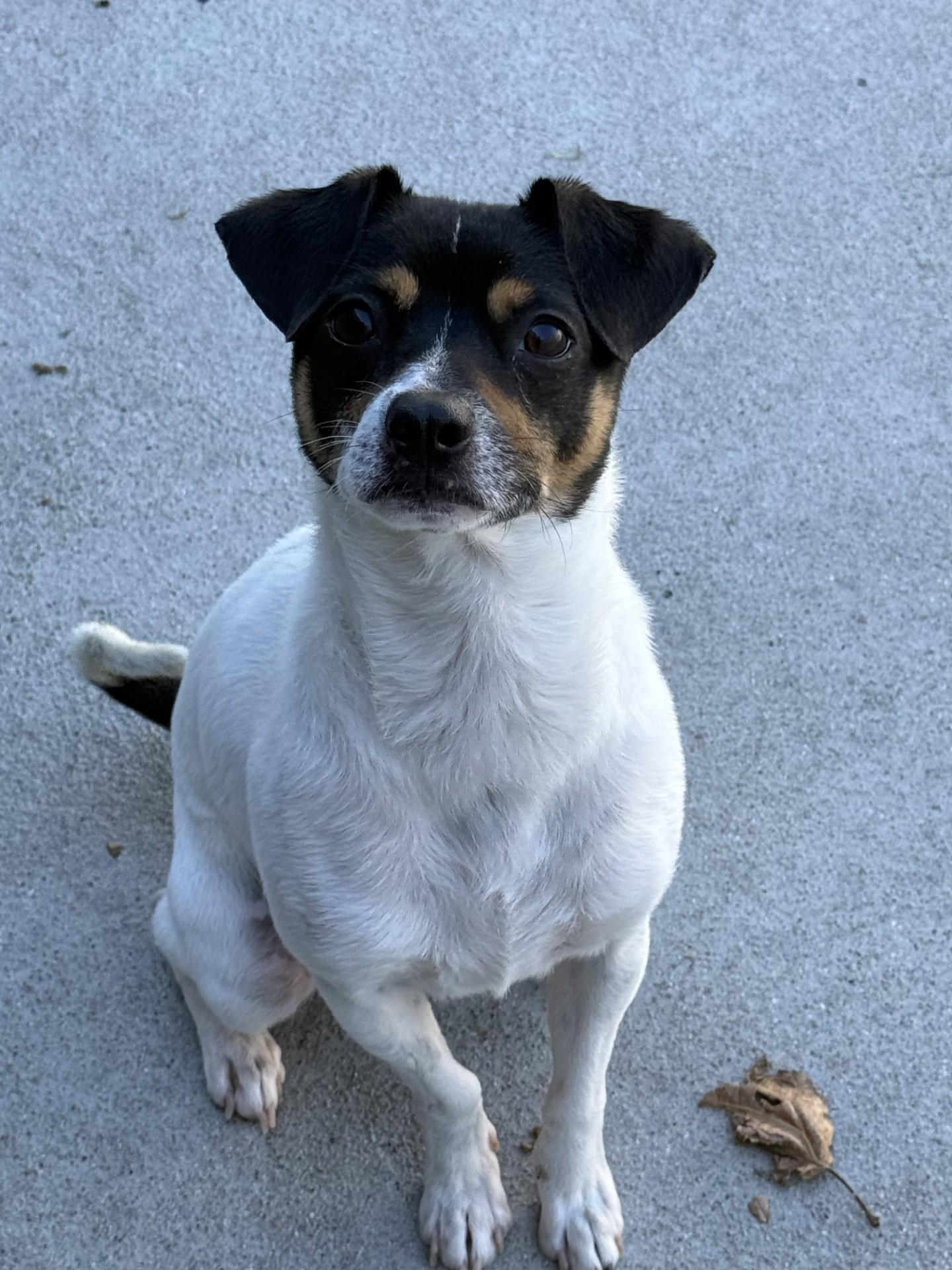 Enlarge Champ, a Adoptable mixed breed in Los Alamitos, CA image 3/6