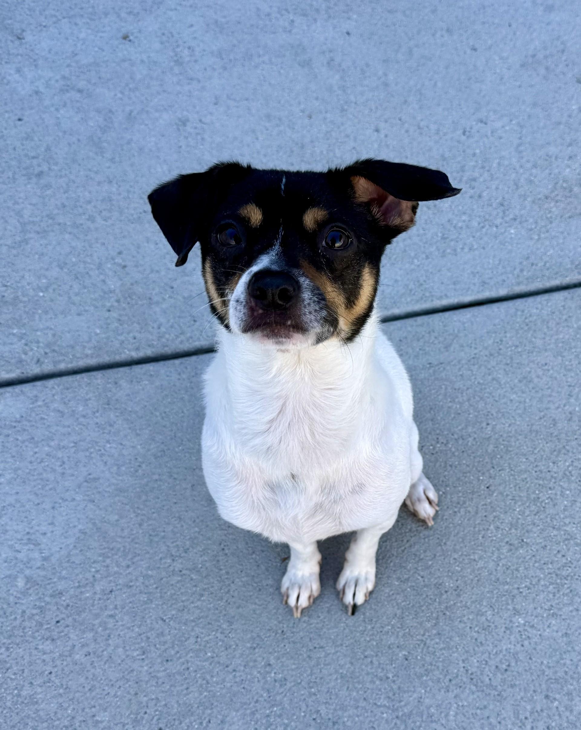 Enlarge Champ, a Adoptable mixed breed in Los Alamitos, CA image 6/6