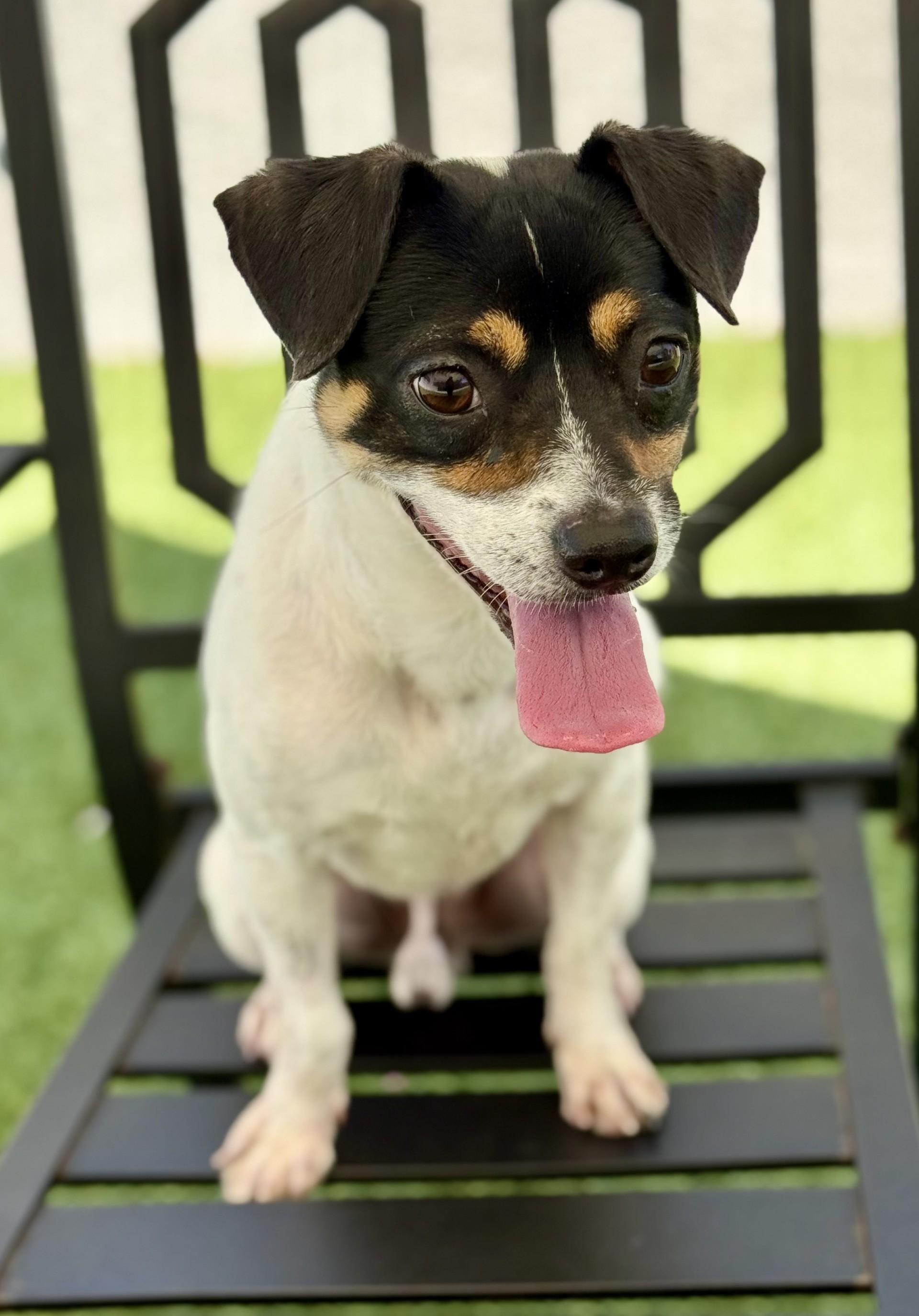 Champ, a ADOPTABLE mixed breed in Los Alamitos, CA image 4/6
