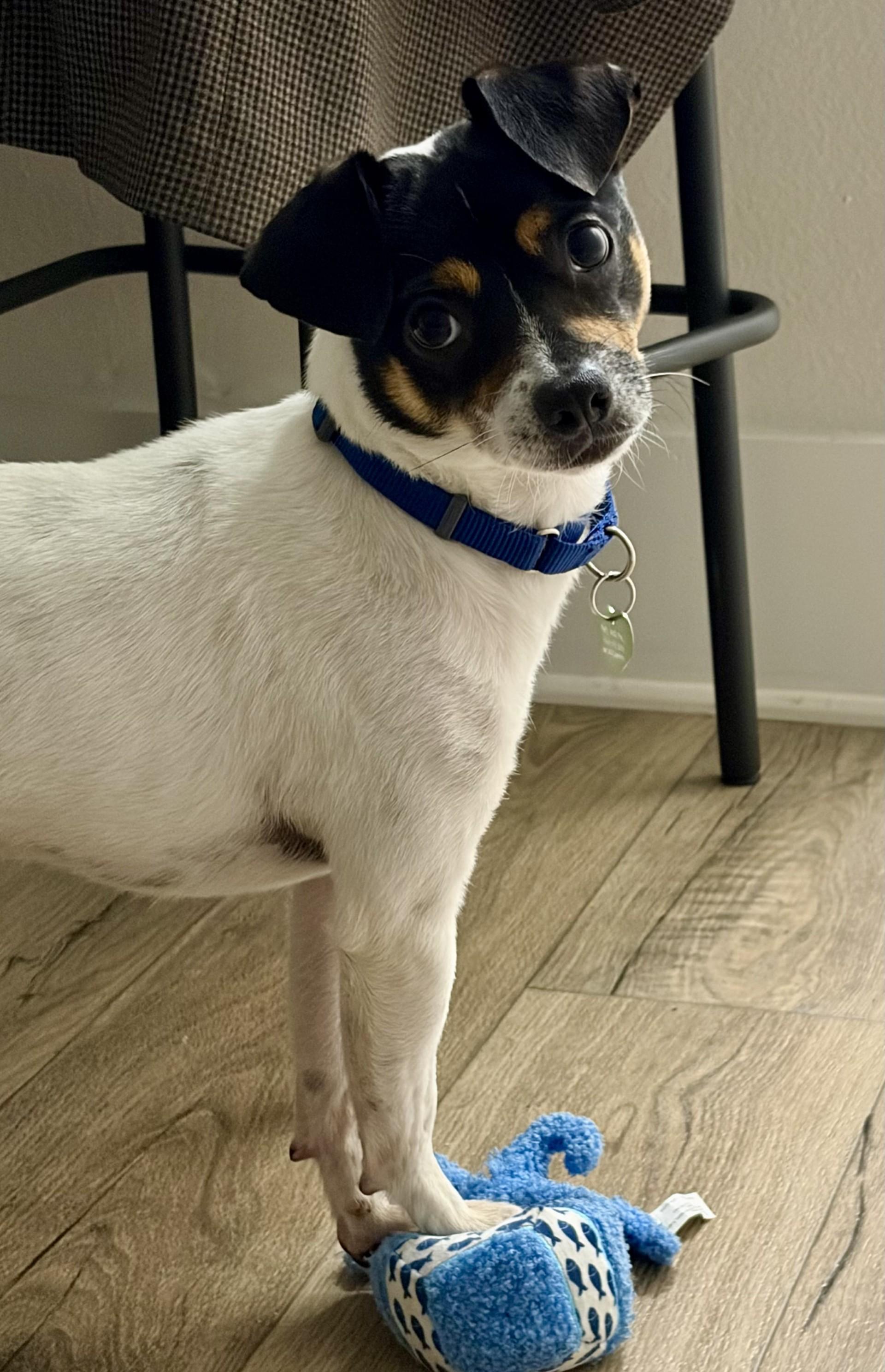 Enlarge Champ, a Adoptable mixed breed in Los Alamitos, CA image 2/6