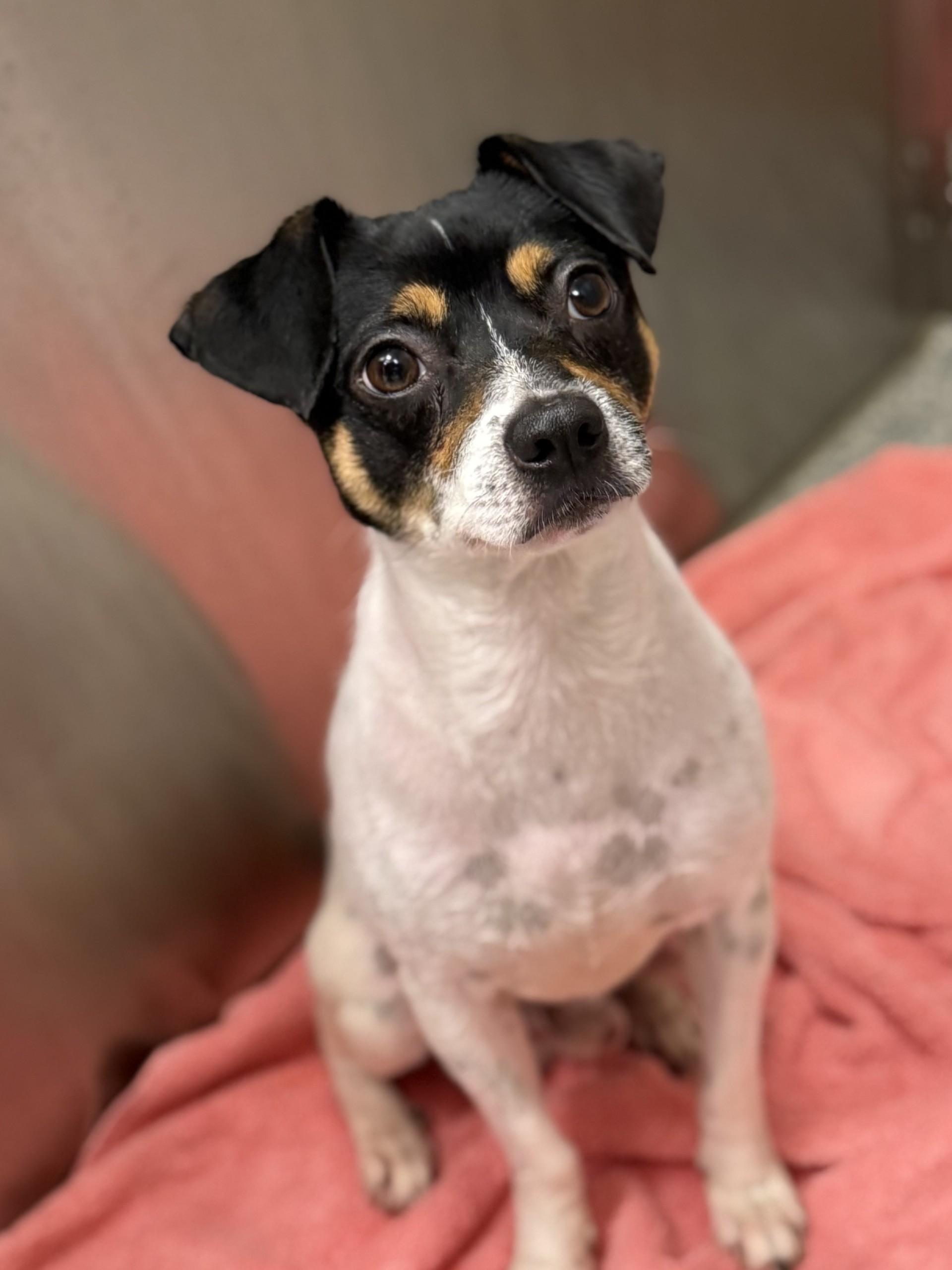 Champ, a ADOPTABLE mixed breed in Los Alamitos, CA image 5/6
