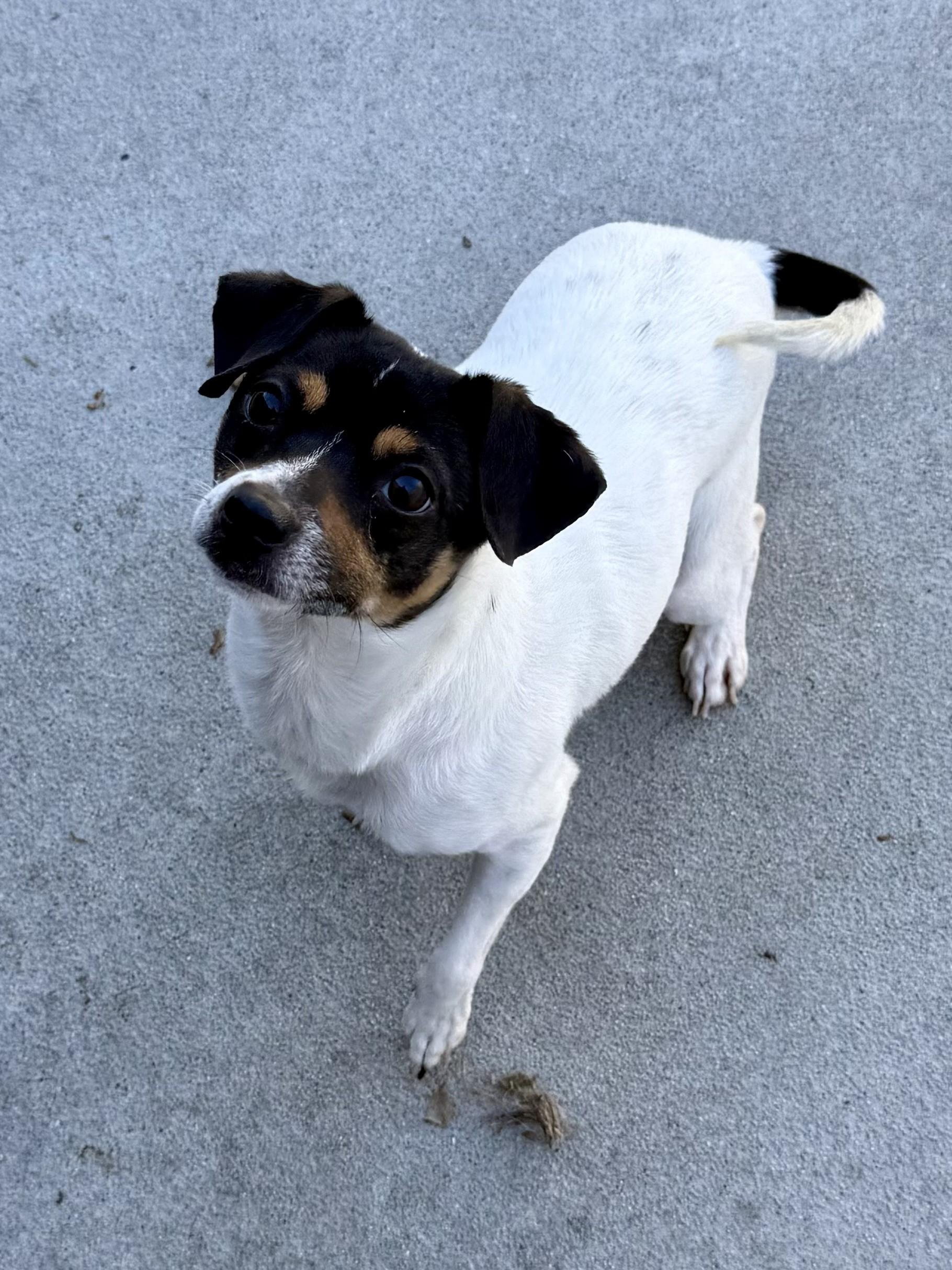 Enlarge Champ, a Adoptable mixed breed in Los Alamitos, CA image 5/6