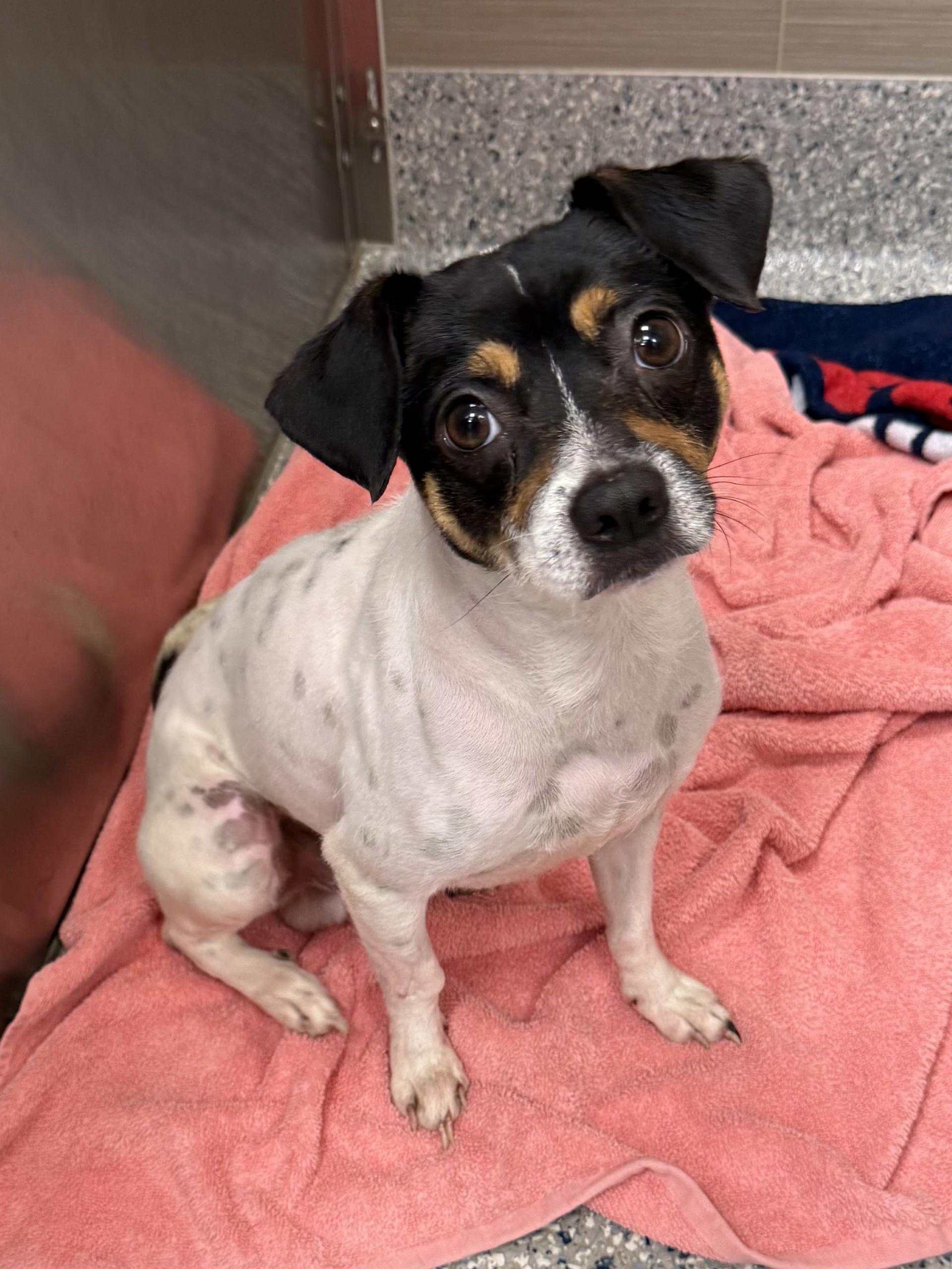 Champ, a ADOPTABLE mixed breed in Los Alamitos, CA image 3/6