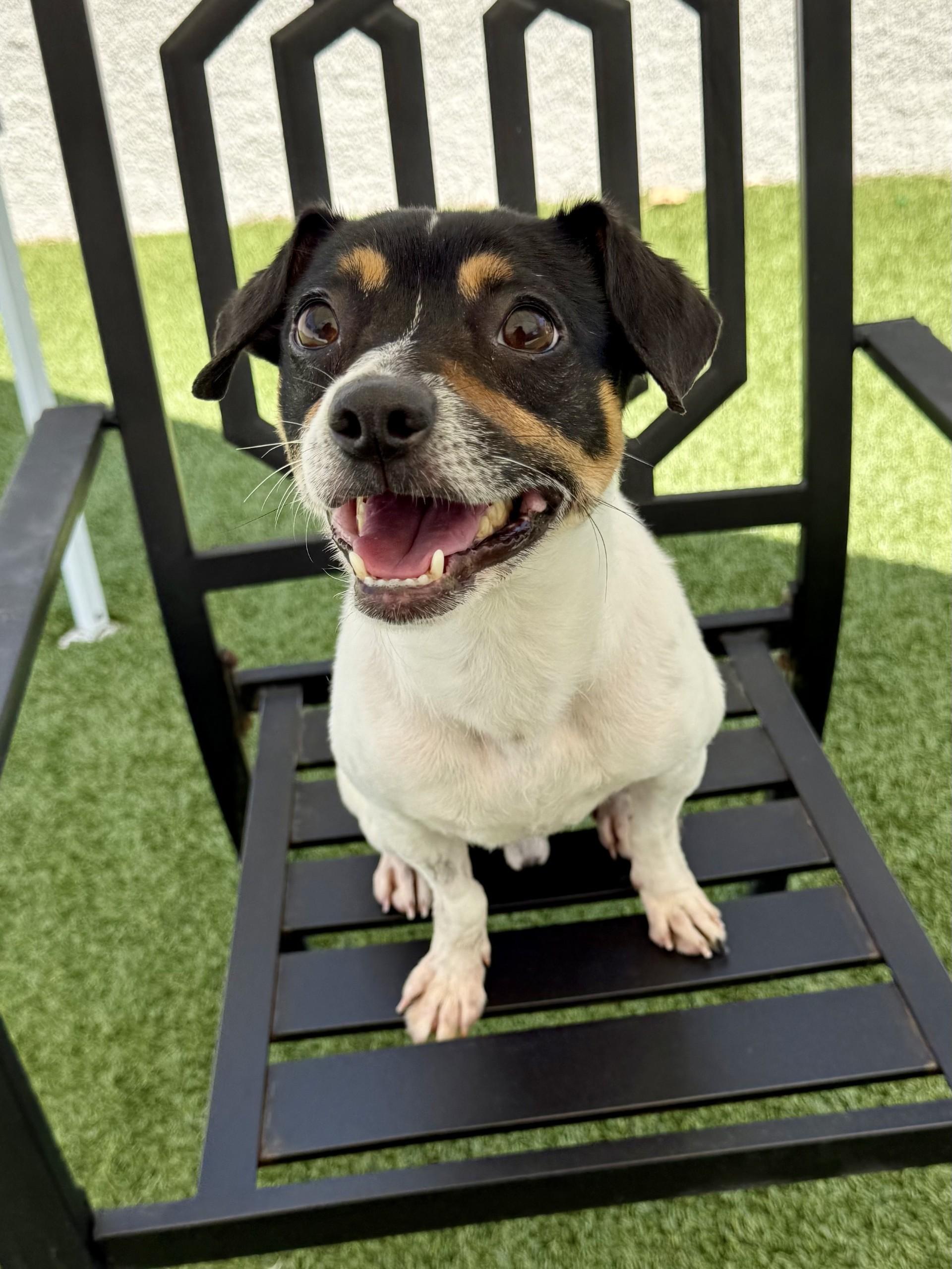 Champ, ADOPTABLE, Adult Male Rat Terrier & Jack Russell Terrier.