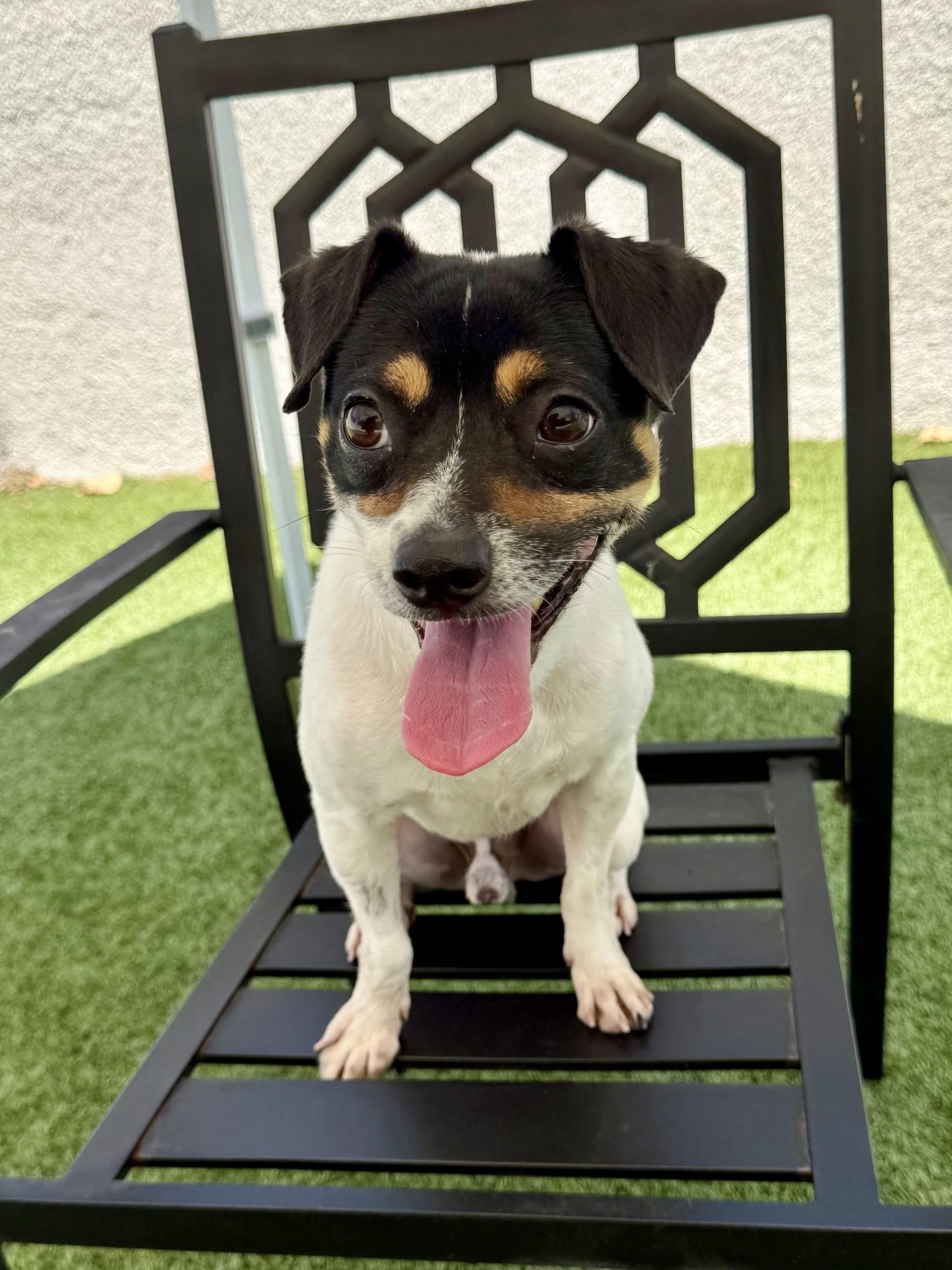 Champ, a ADOPTABLE mixed breed in Los Alamitos, CA image 2/6