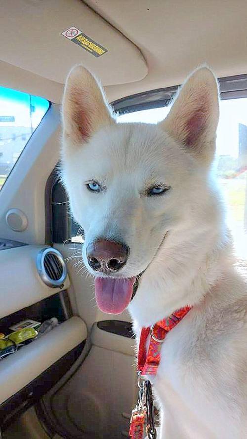 Apollo, Adopted, Adult Male Siberian Husky.