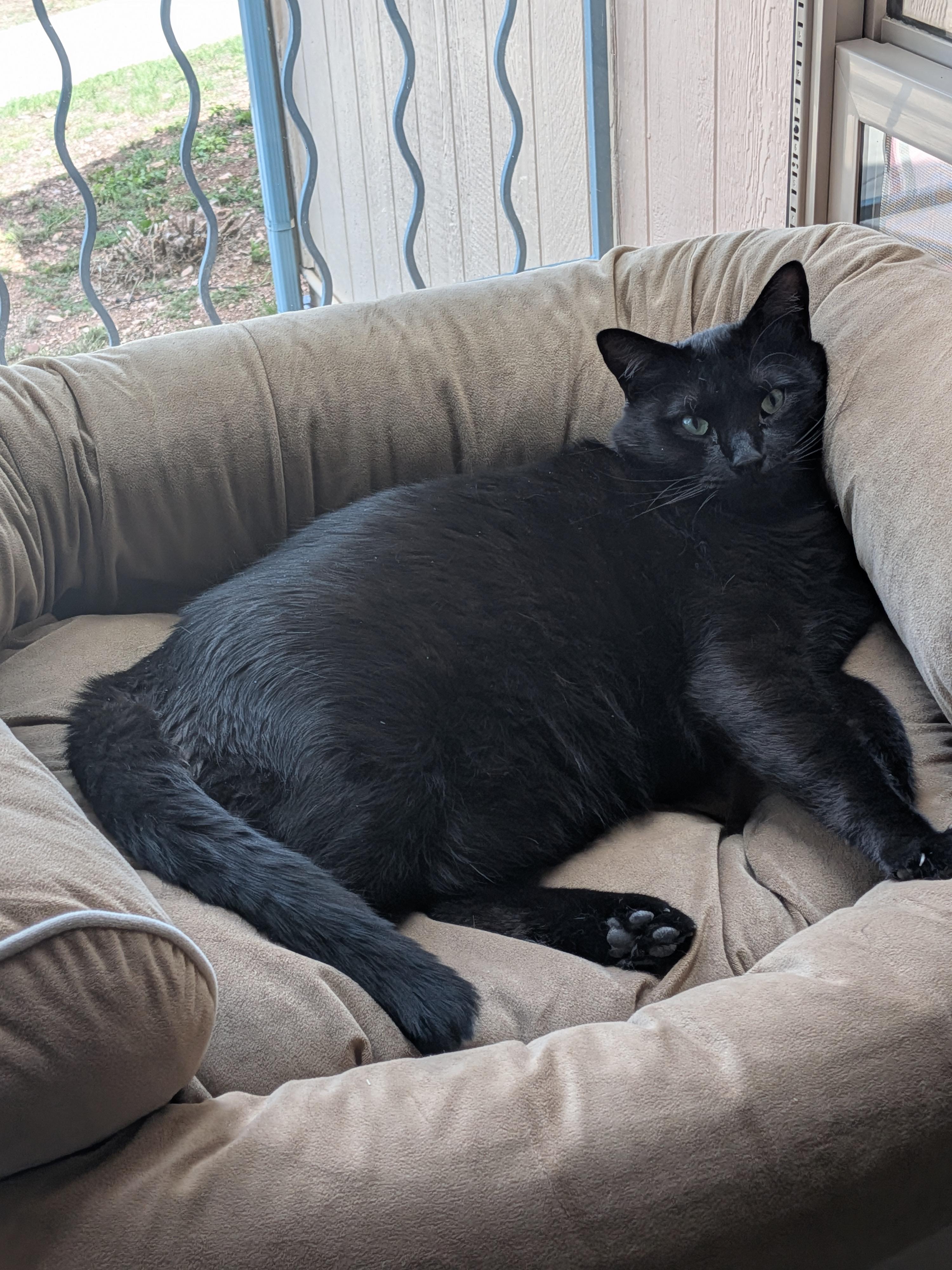 Enlarge Noah, a ADOPTABLE Domestic Short Hair in Sonoita, AZ image 1/3