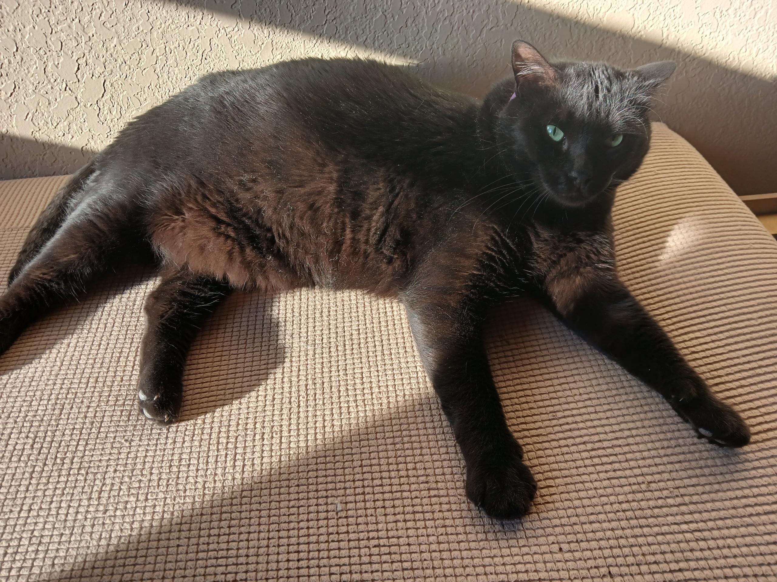 Enlarge Noah, a ADOPTABLE Domestic Short Hair in Sonoita, AZ image 3/3