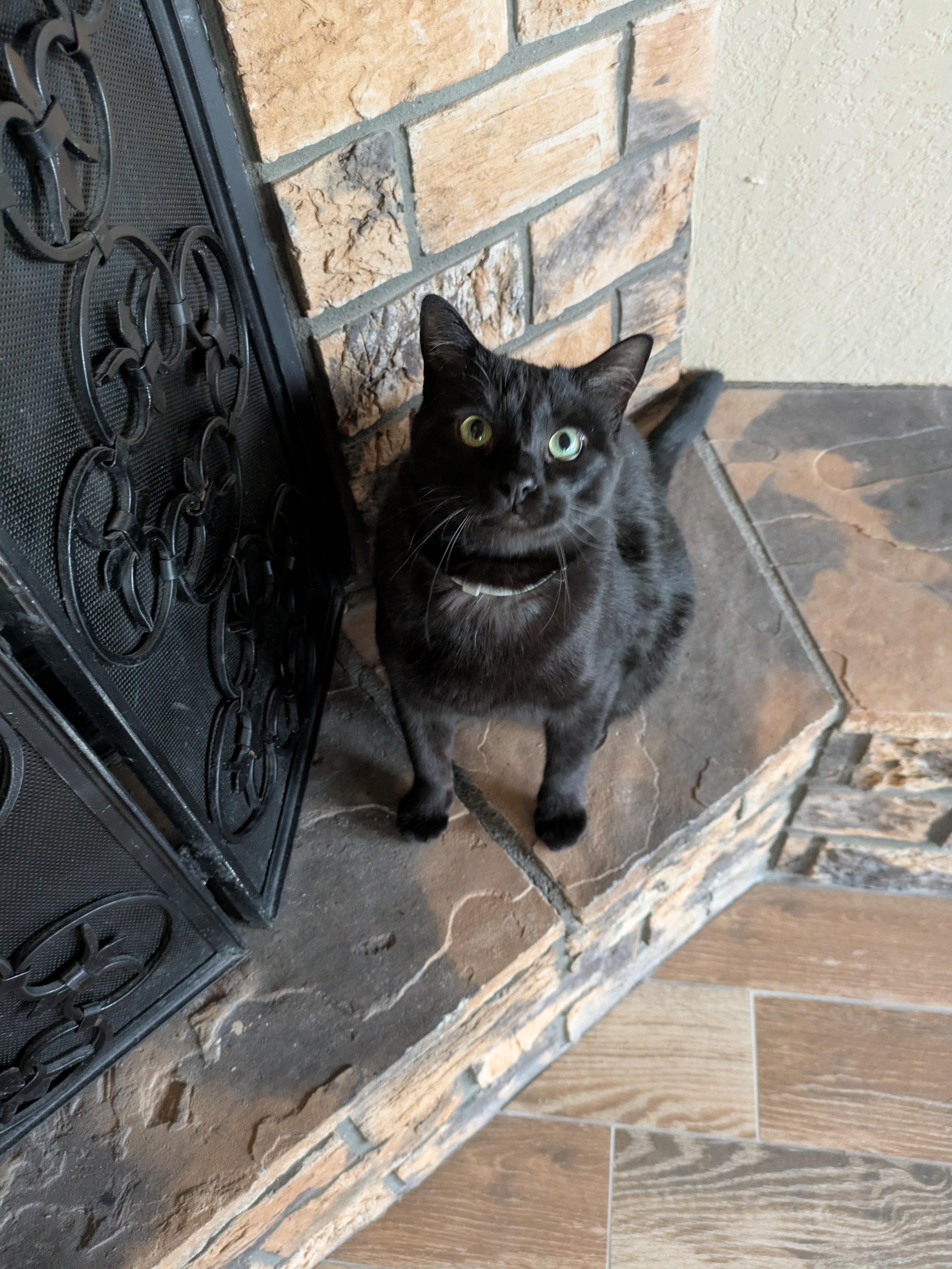 Enlarge Noah, a ADOPTABLE Domestic Short Hair in Sonoita, AZ image 2/3