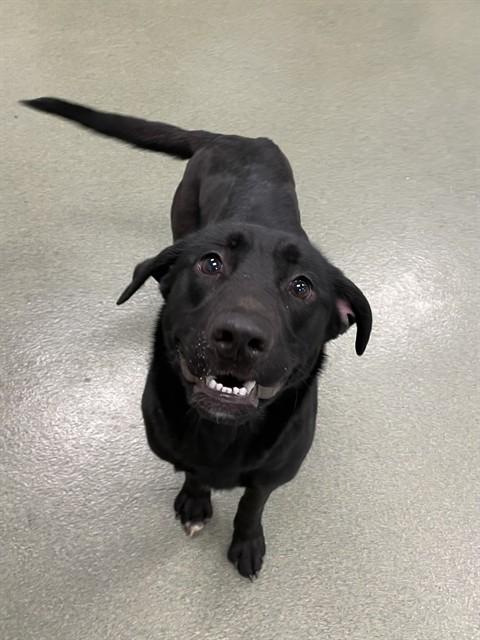 ROO, Adoptable, Young Female Labrador Retriever & Mixed Breed.