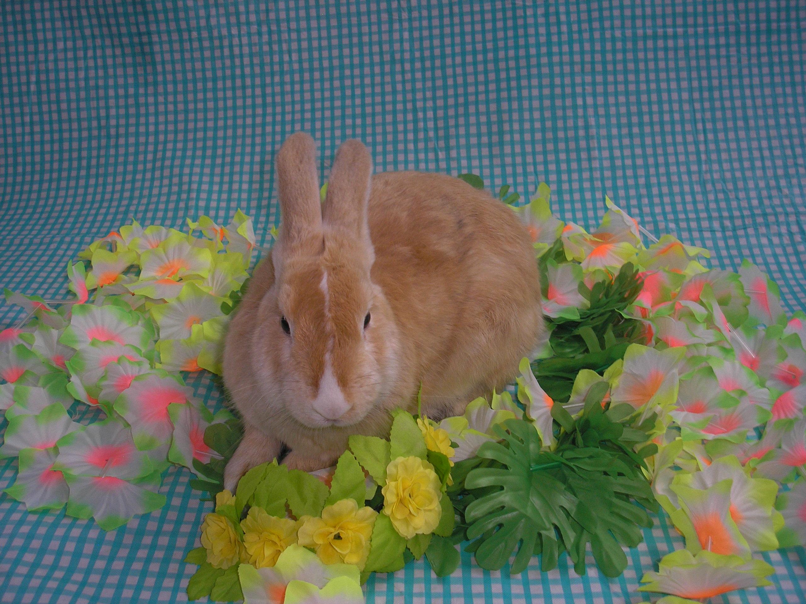 Daisy, adopted, Young Female American.