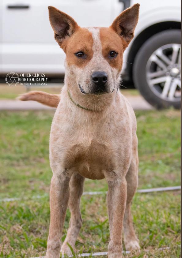 Enlarge Donner, a ADOPTABLE mixed breed in Brazoria, TX image 1/1