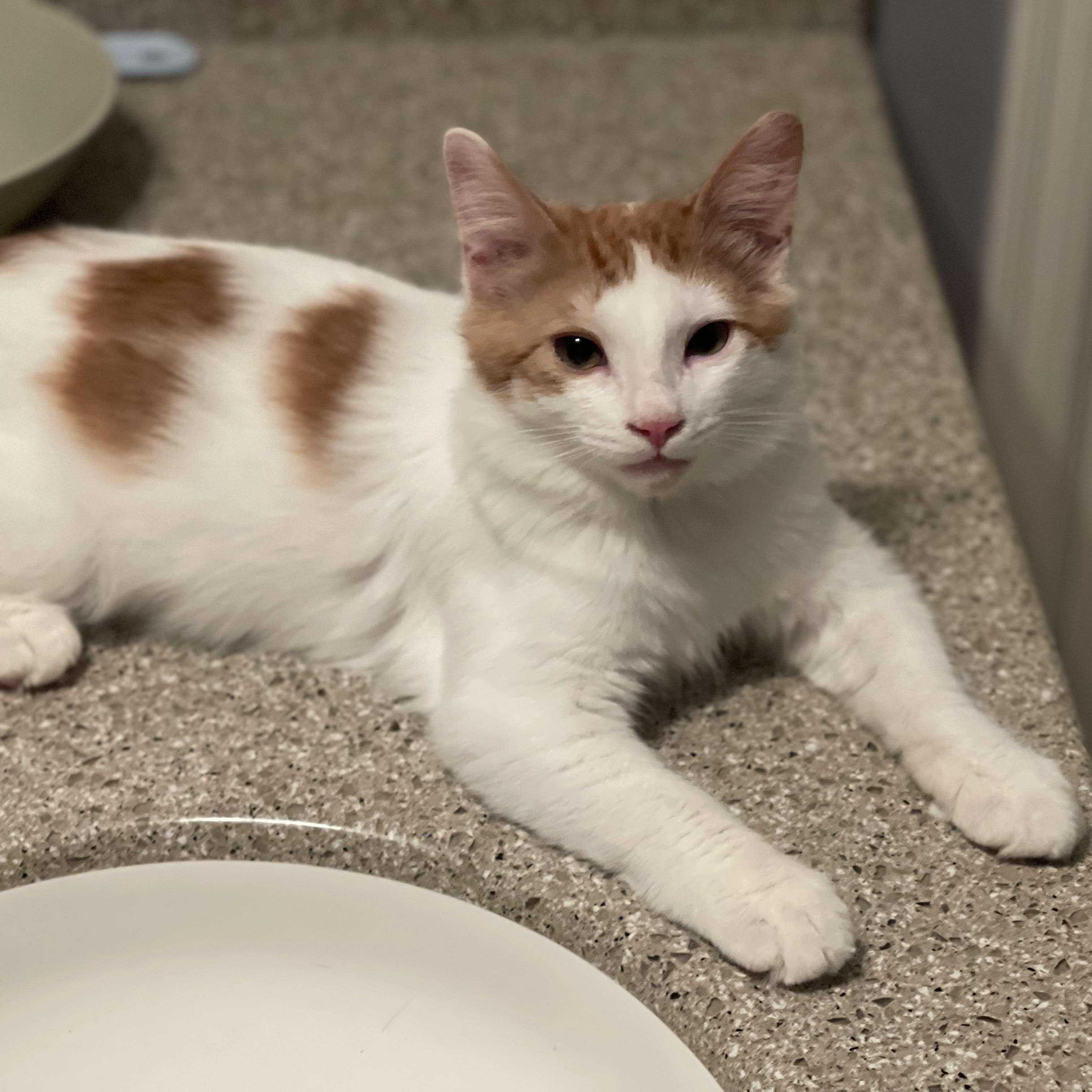 Enlarge Costeel, a ADOPTABLE Domestic Medium Hair in Sammamish, WA image 3/6