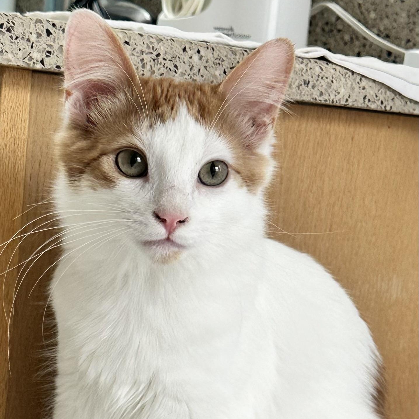 Costeel, ADOPTABLE, Kitten Male Domestic Medium Hair.