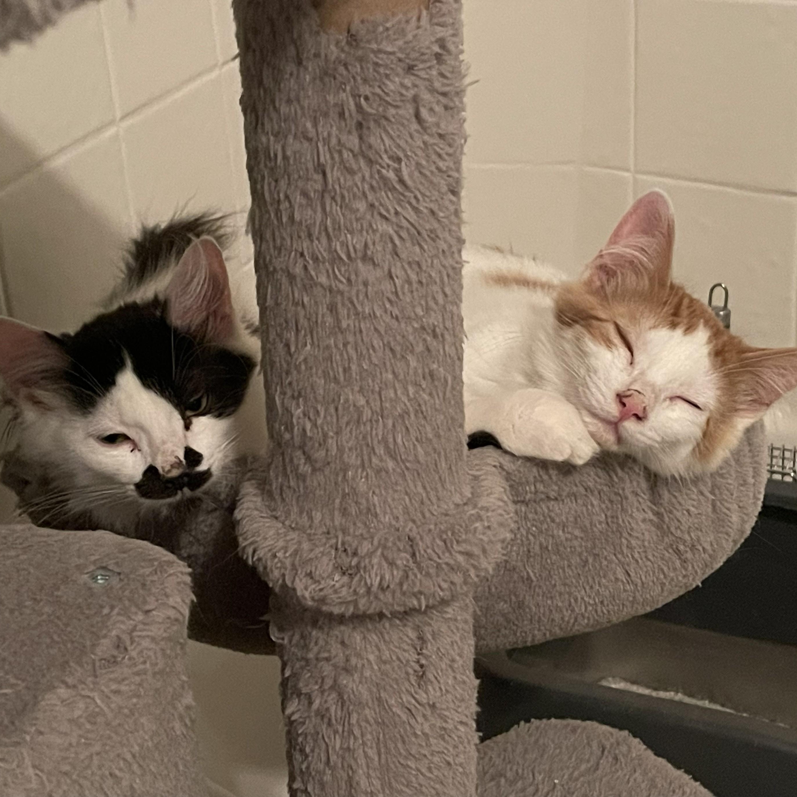 Costeel — thumbnail 4