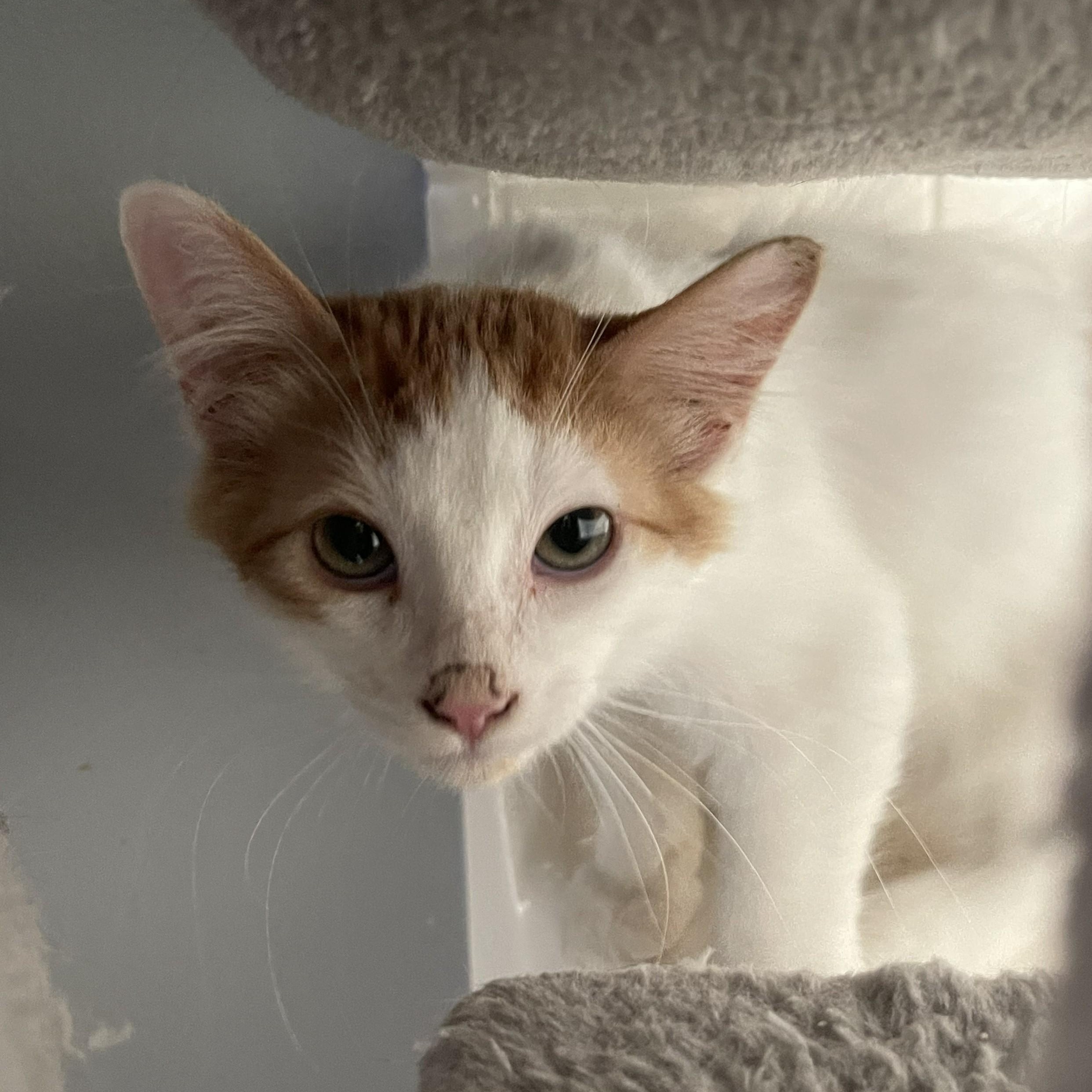 Enlarge Costeel, a ADOPTABLE Domestic Medium Hair in Sammamish, WA image 5/6