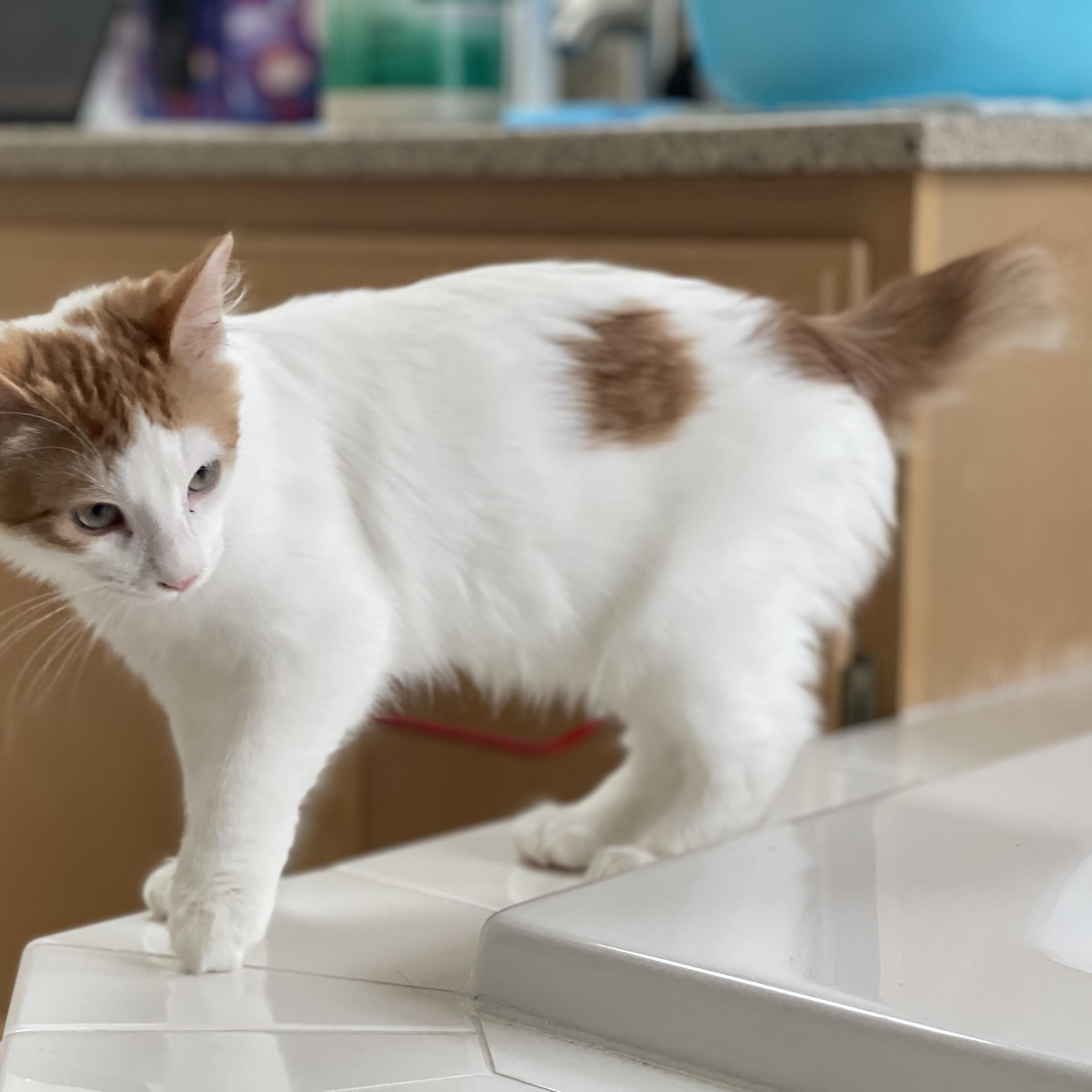 Enlarge Costeel, a ADOPTABLE Domestic Medium Hair in Sammamish, WA image 2/6