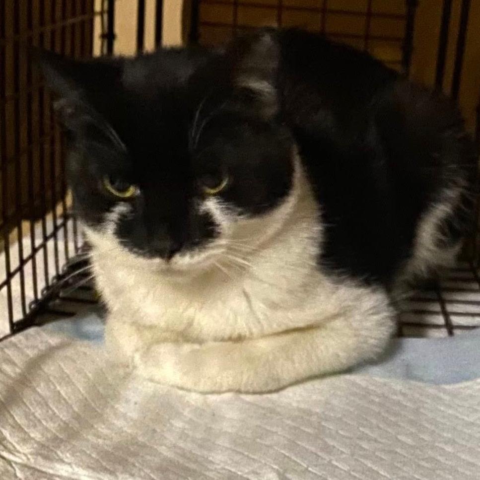 Scholar, a Adoptable Domestic Short Hair in Columbia Station, OH image 1/2