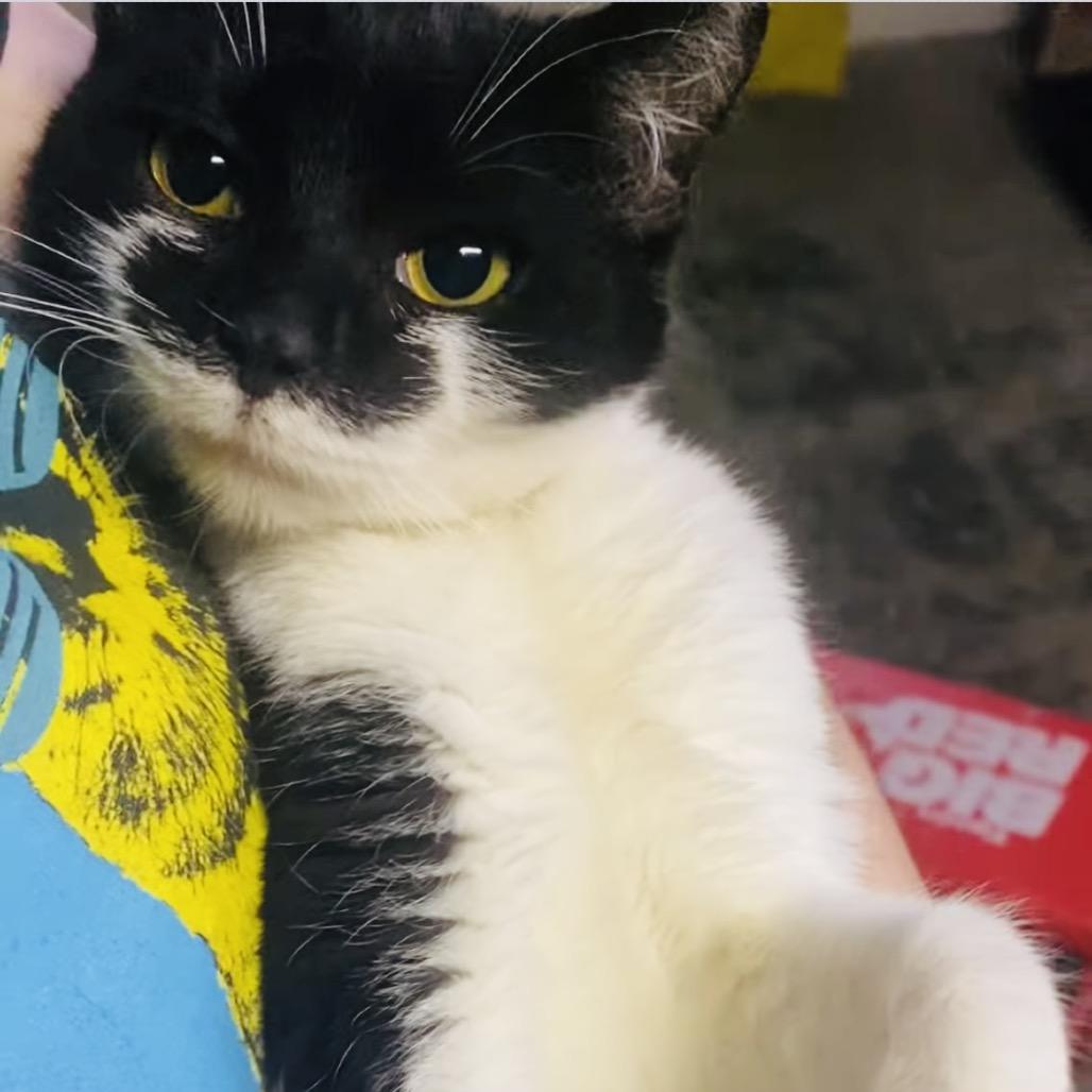 Scholar, a Adoptable Domestic Short Hair in Columbia Station, OH image 2/2