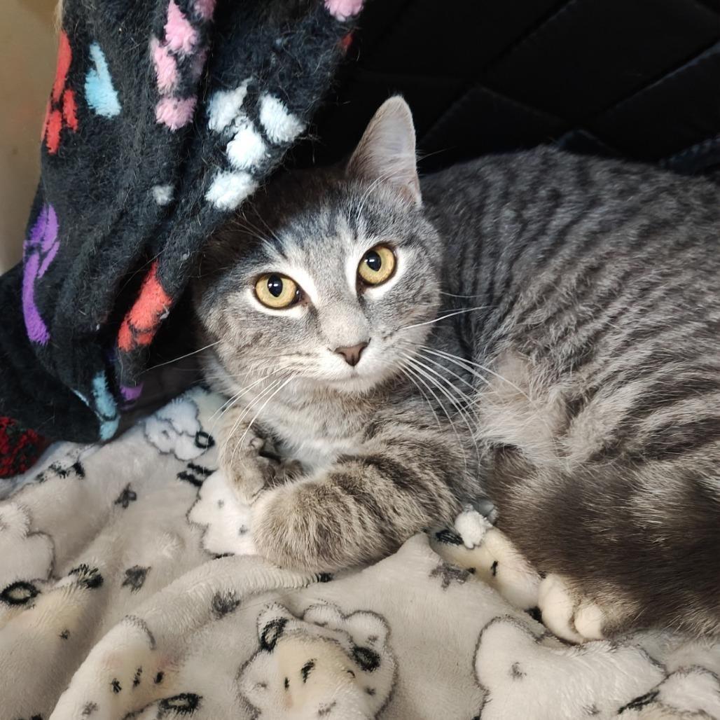 Bugsy, a Adoptable Domestic Short Hair in Madison, WI image 1/5