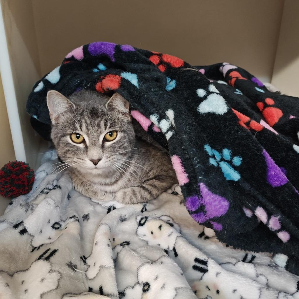 Bugsy, a Adoptable Domestic Short Hair in Madison, WI image 2/5