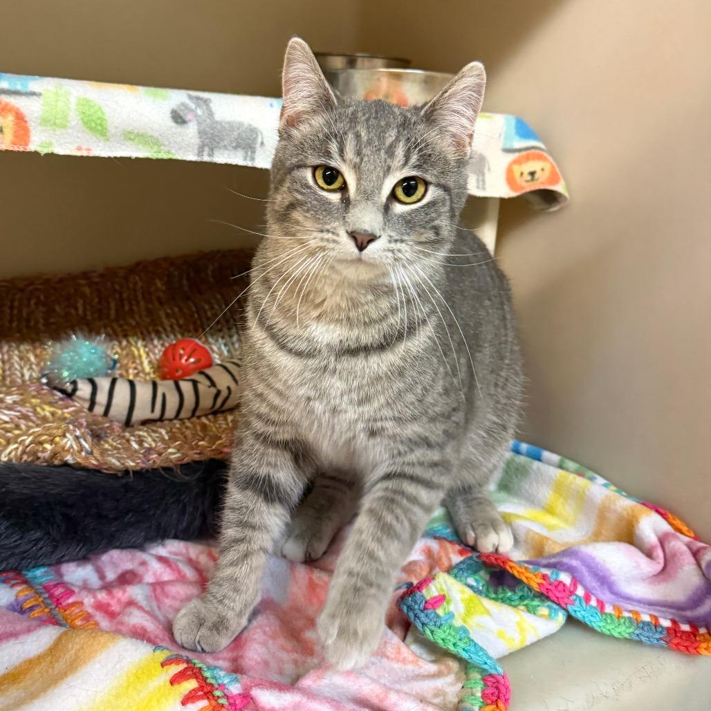 Bugsy, a Adoptable Domestic Short Hair in Madison, WI image 3/5