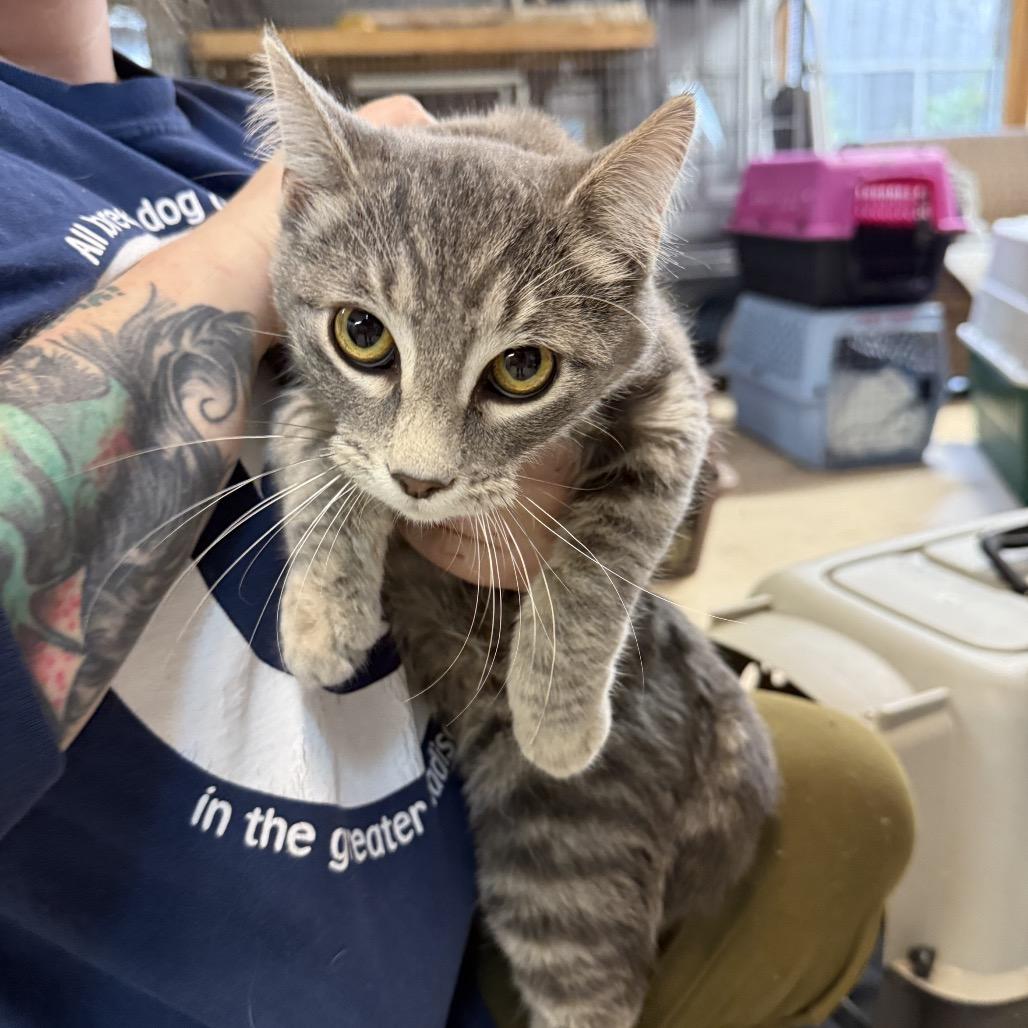 Bugsy, a Adoptable Domestic Short Hair in Madison, WI image 4/5