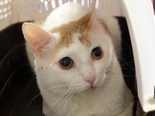 Morgan, ADOPTABLE, Adult Female Domestic Short Hair.