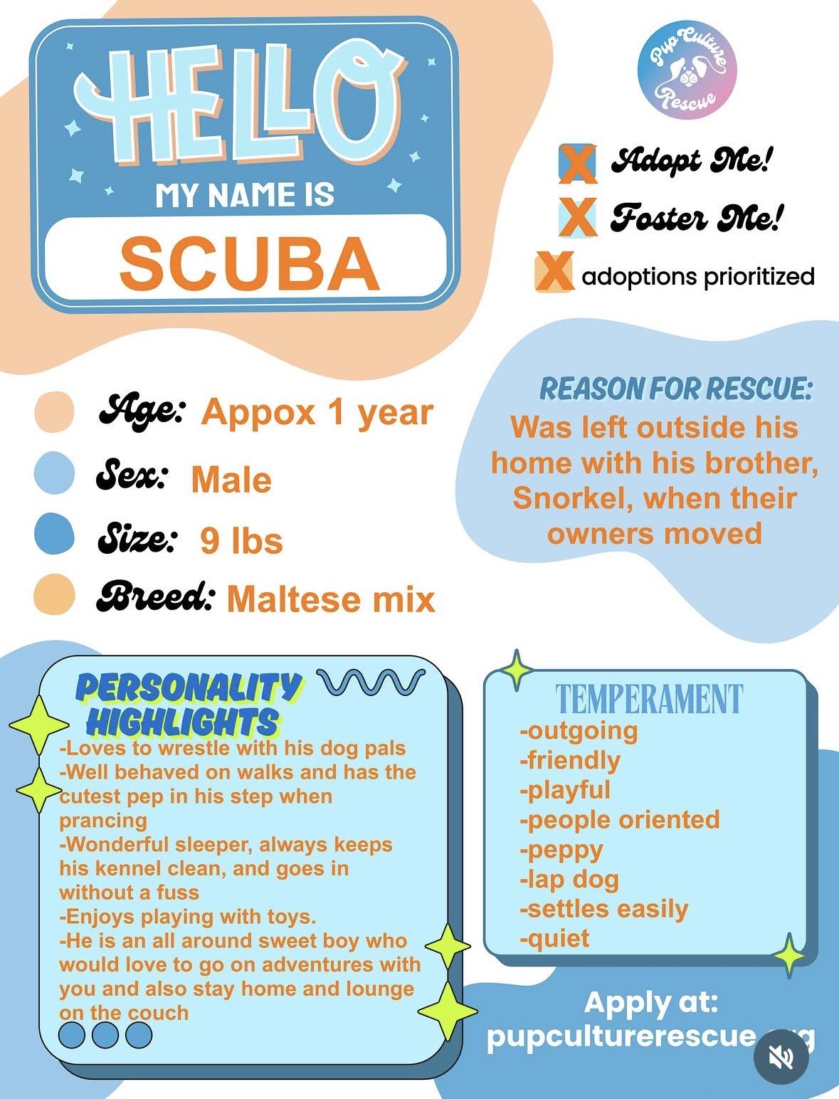 Enlarge Scuba, a Adoptable mixed breed in Pasadena, CA image 2/5