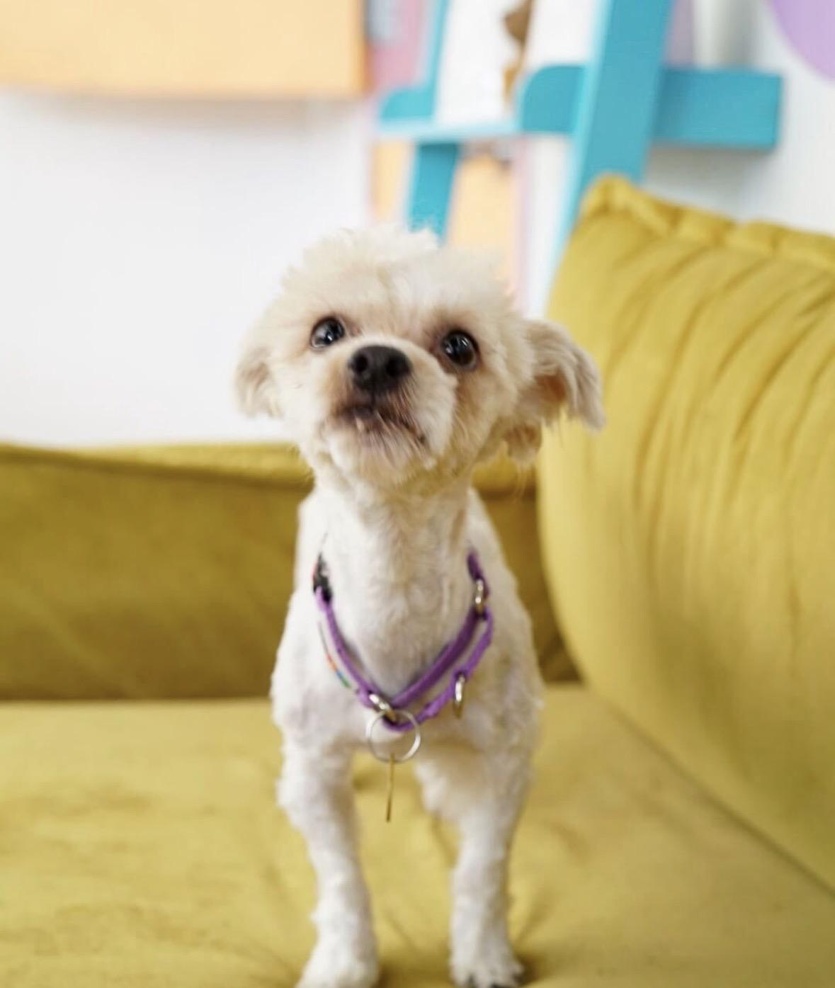Enlarge Scuba, a Adoptable mixed breed in Pasadena, CA image 3/5