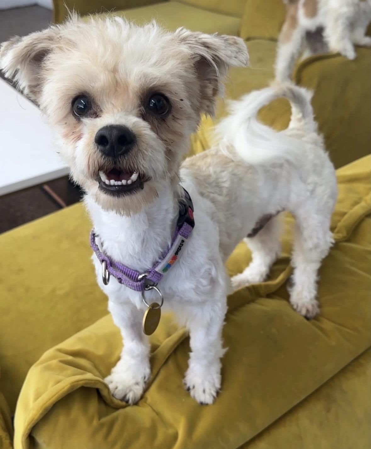 Enlarge Scuba, a Adoptable mixed breed in Pasadena, CA image 4/5