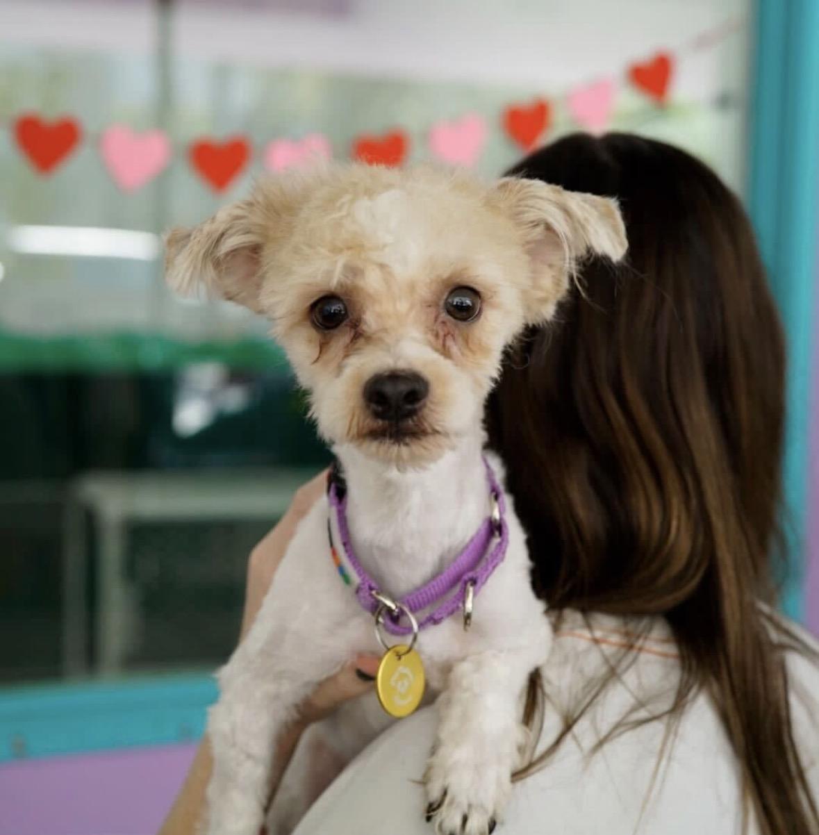 Enlarge Scuba, a Adoptable mixed breed in Pasadena, CA image 5/5