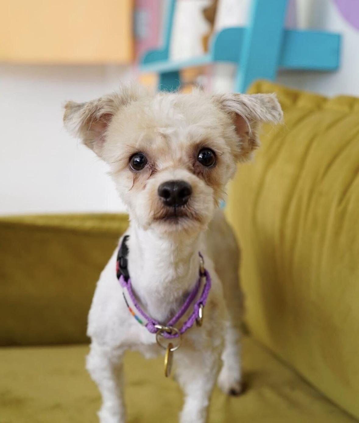 Scuba, Adoptable, Young Male Maltese.