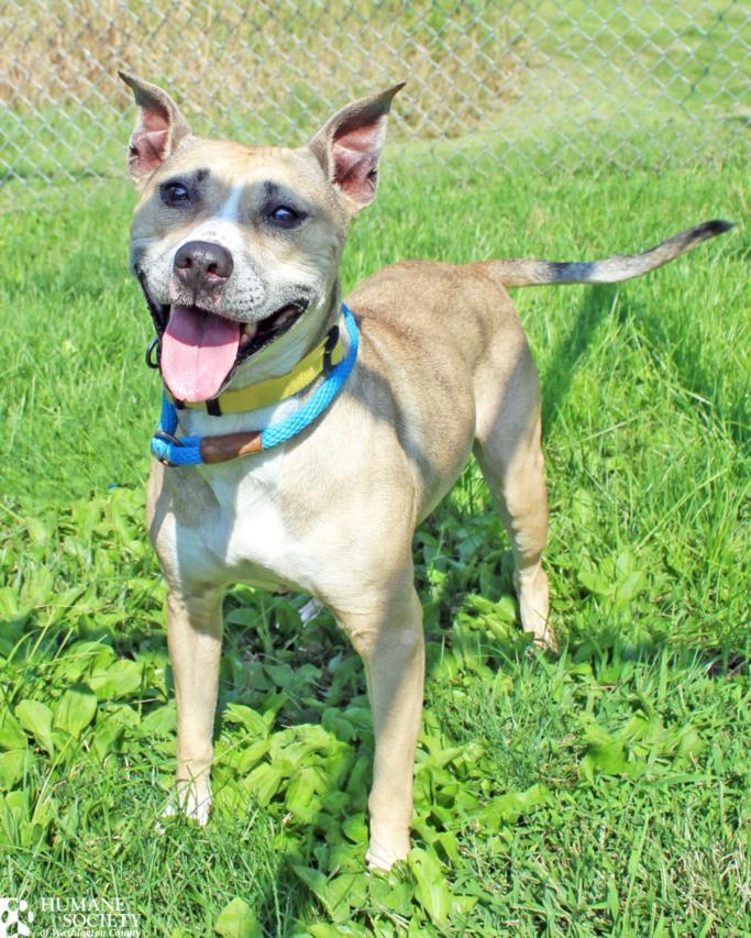 Enlarge ALICE, a Adoptable mixed breed in Hagerstown, MD image 1/1