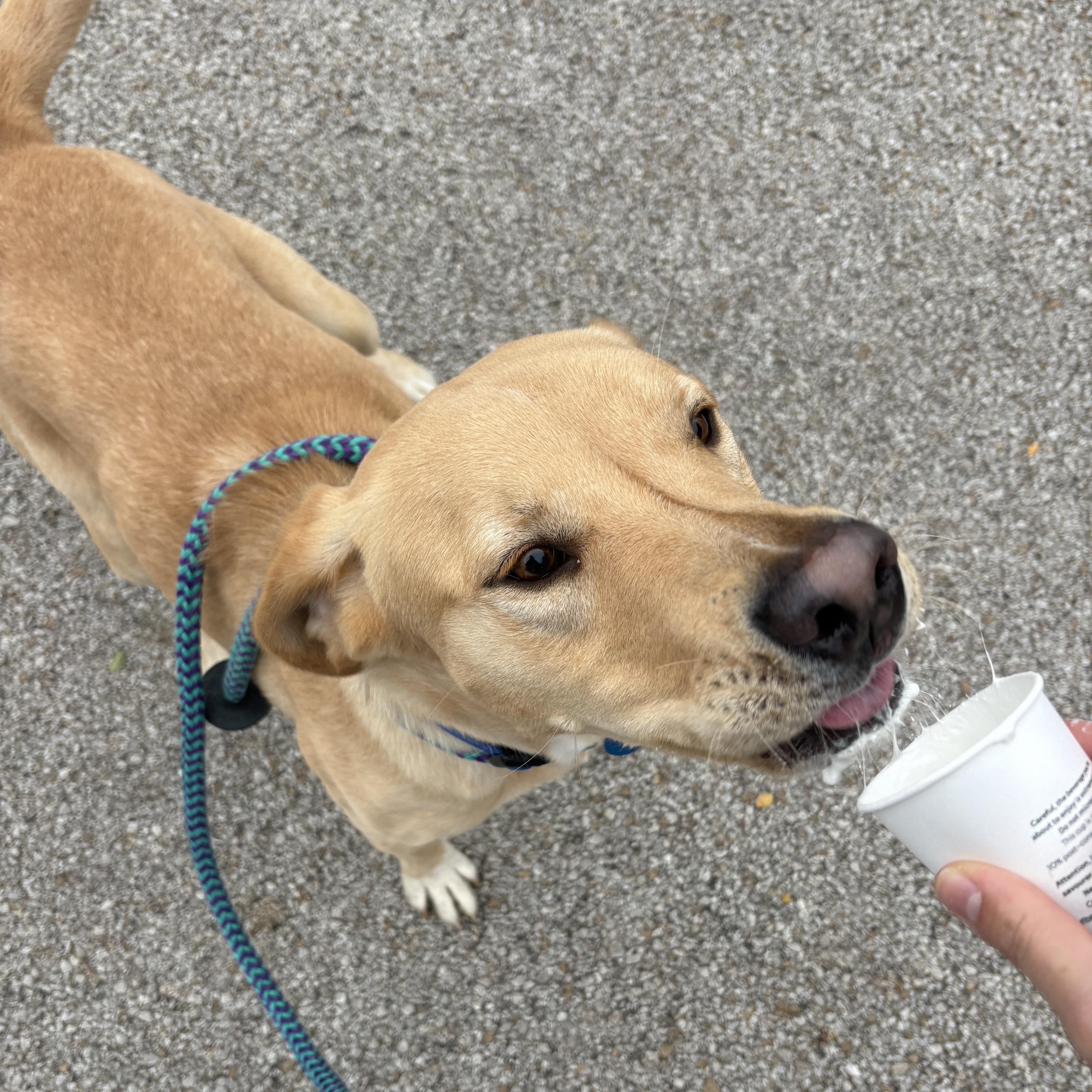 Enlarge Fin, a Adoptable mixed breed in Normal, IL image 3/6