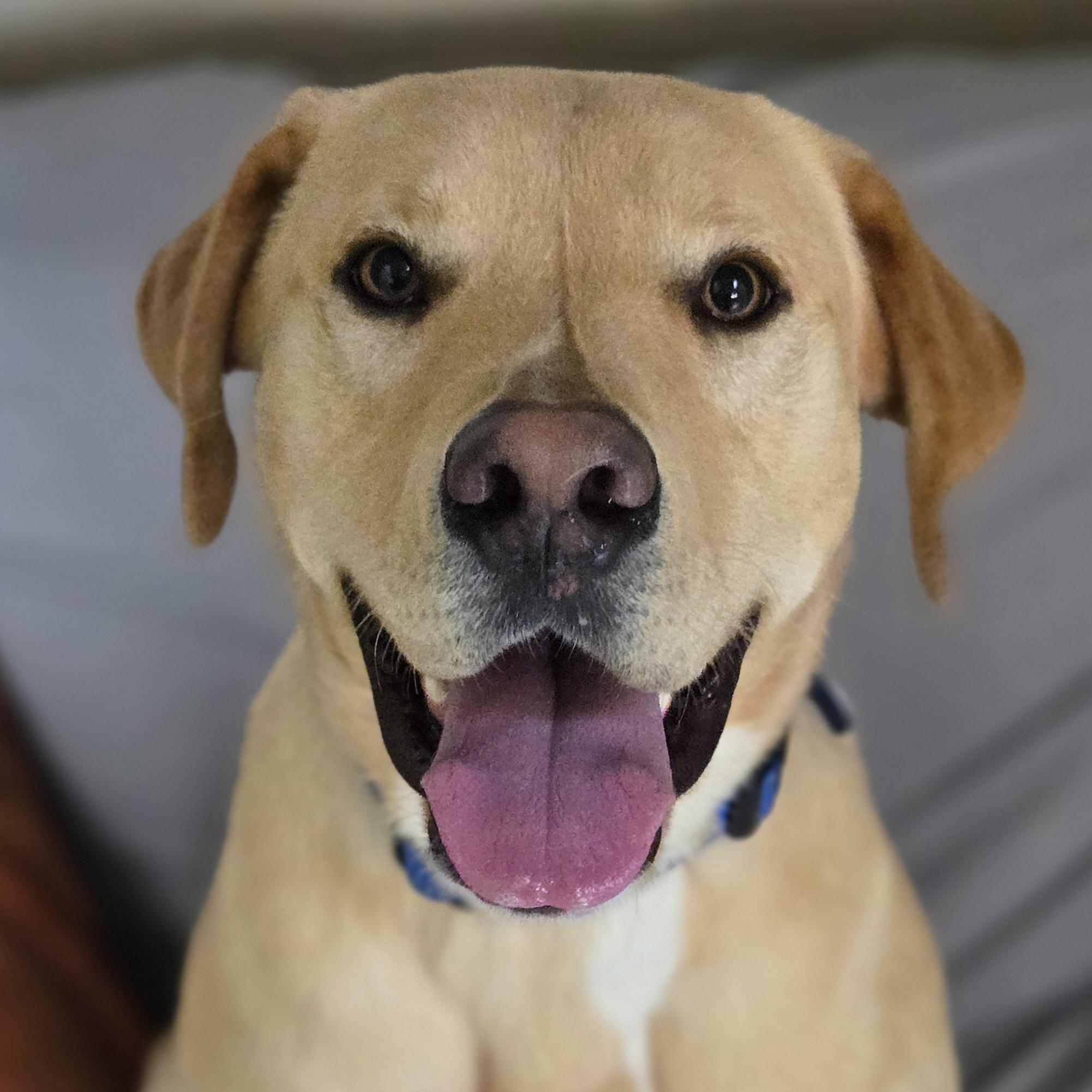Fin, Adoptable, Adult Male Labrador Retriever.