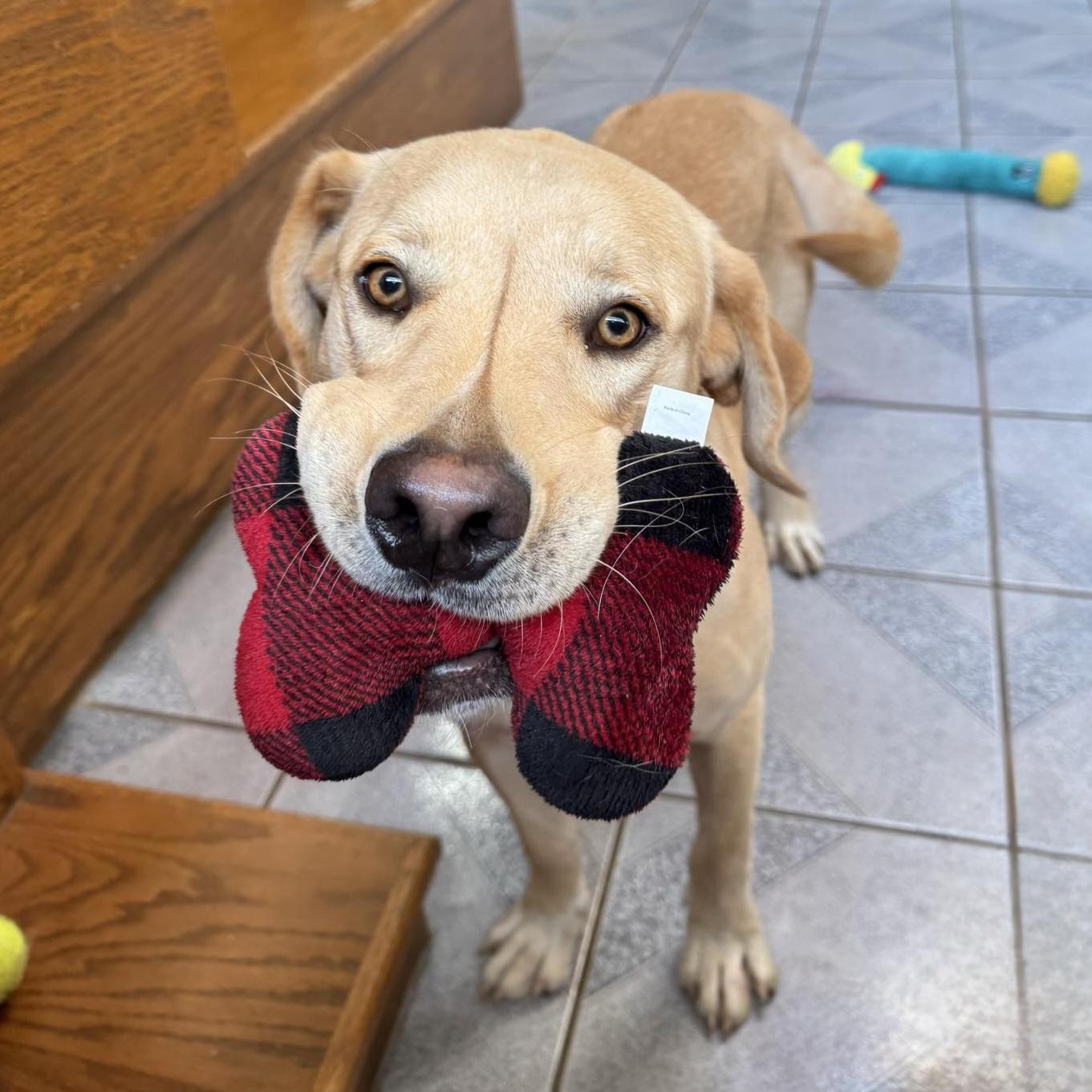 Enlarge Fin, a Adoptable mixed breed in Normal, IL image 5/6