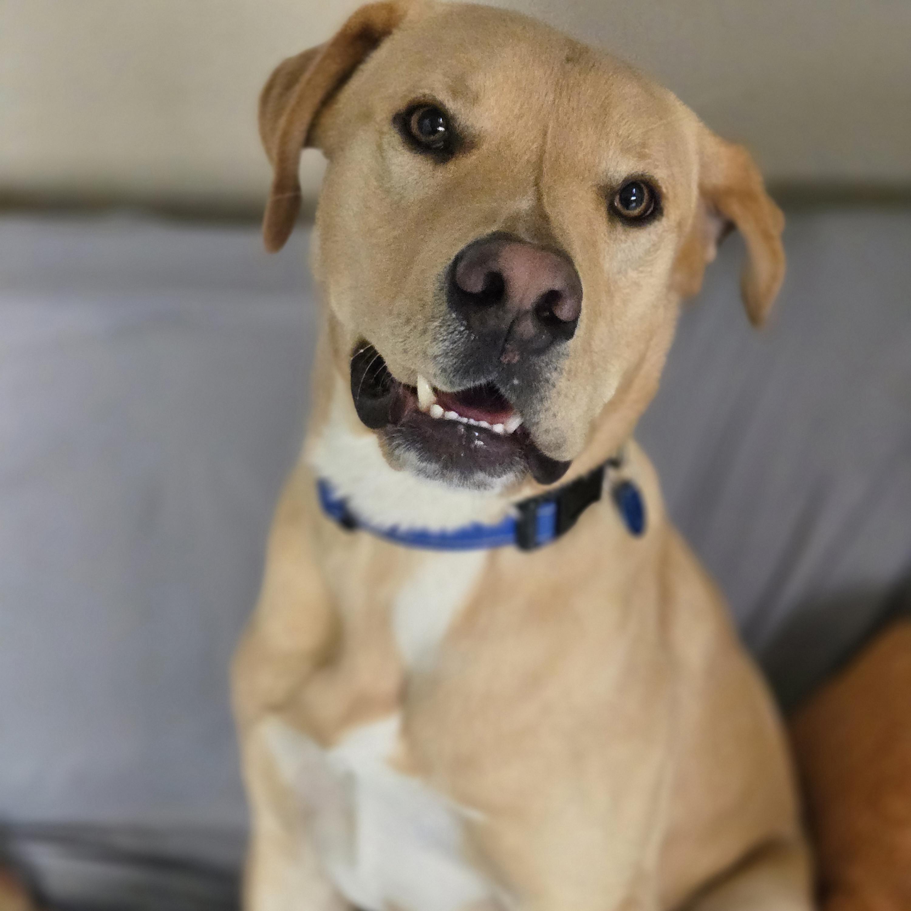 Enlarge Fin, a Adoptable mixed breed in Normal, IL image 2/6