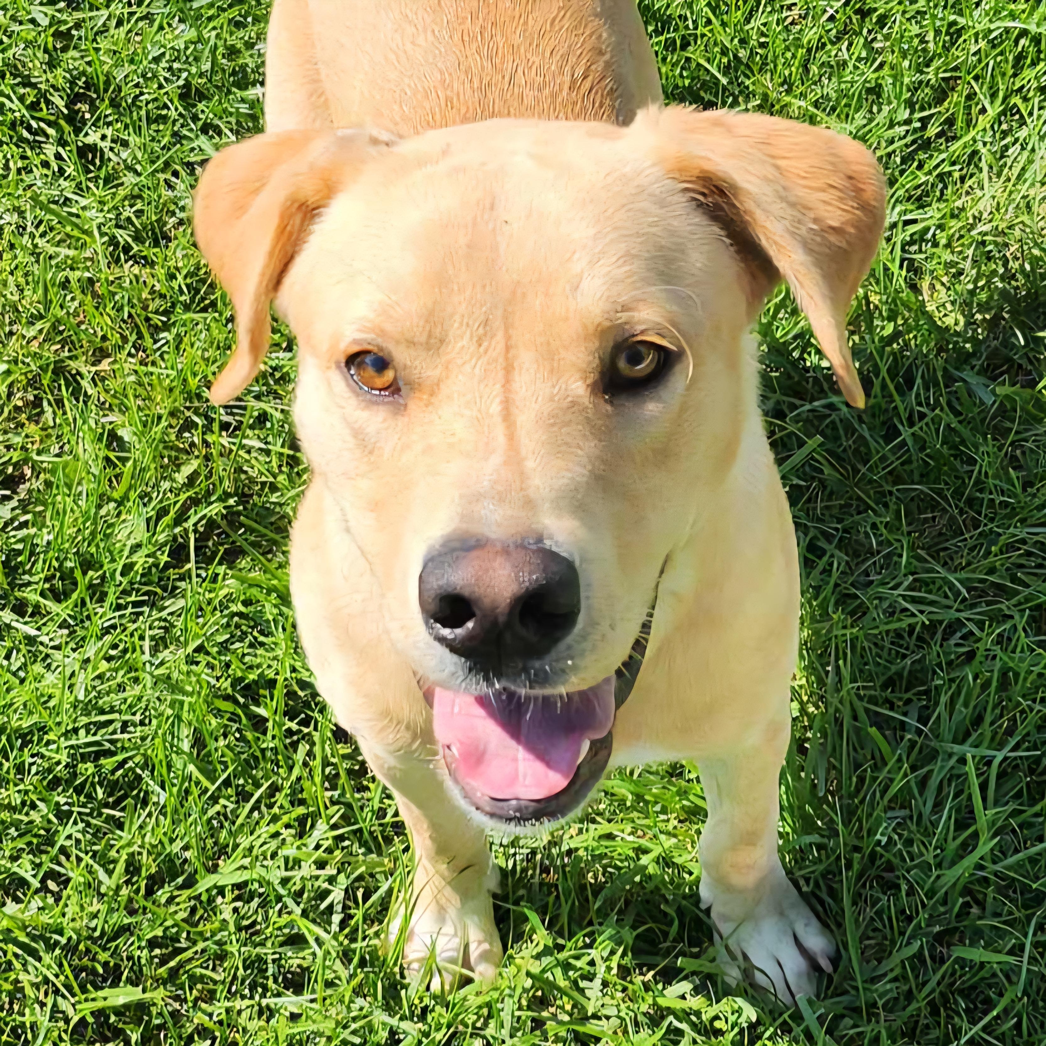 Enlarge Fin, a Adoptable mixed breed in Normal, IL image 4/6