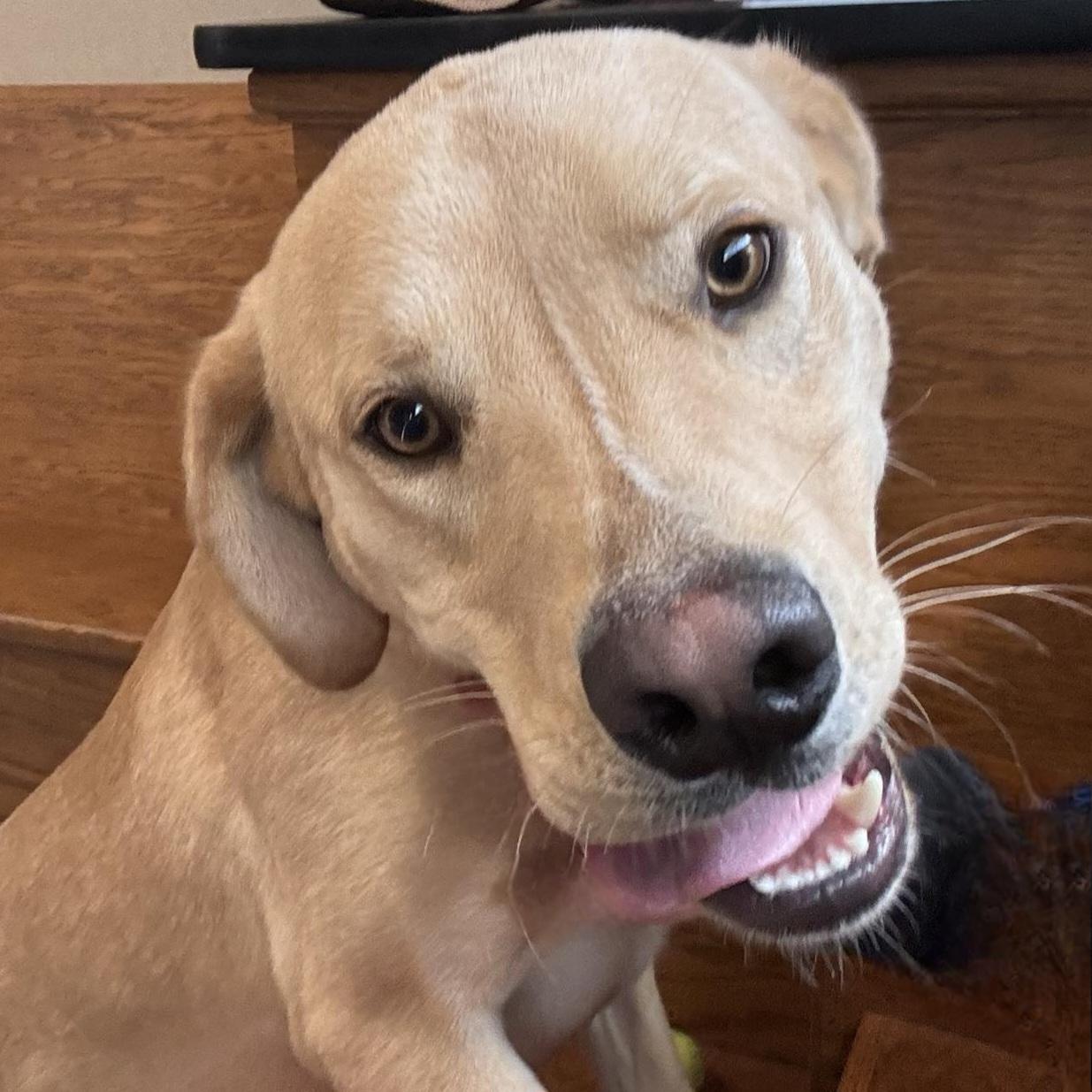 Enlarge Fin, a Adoptable mixed breed in Normal, IL image 6/6