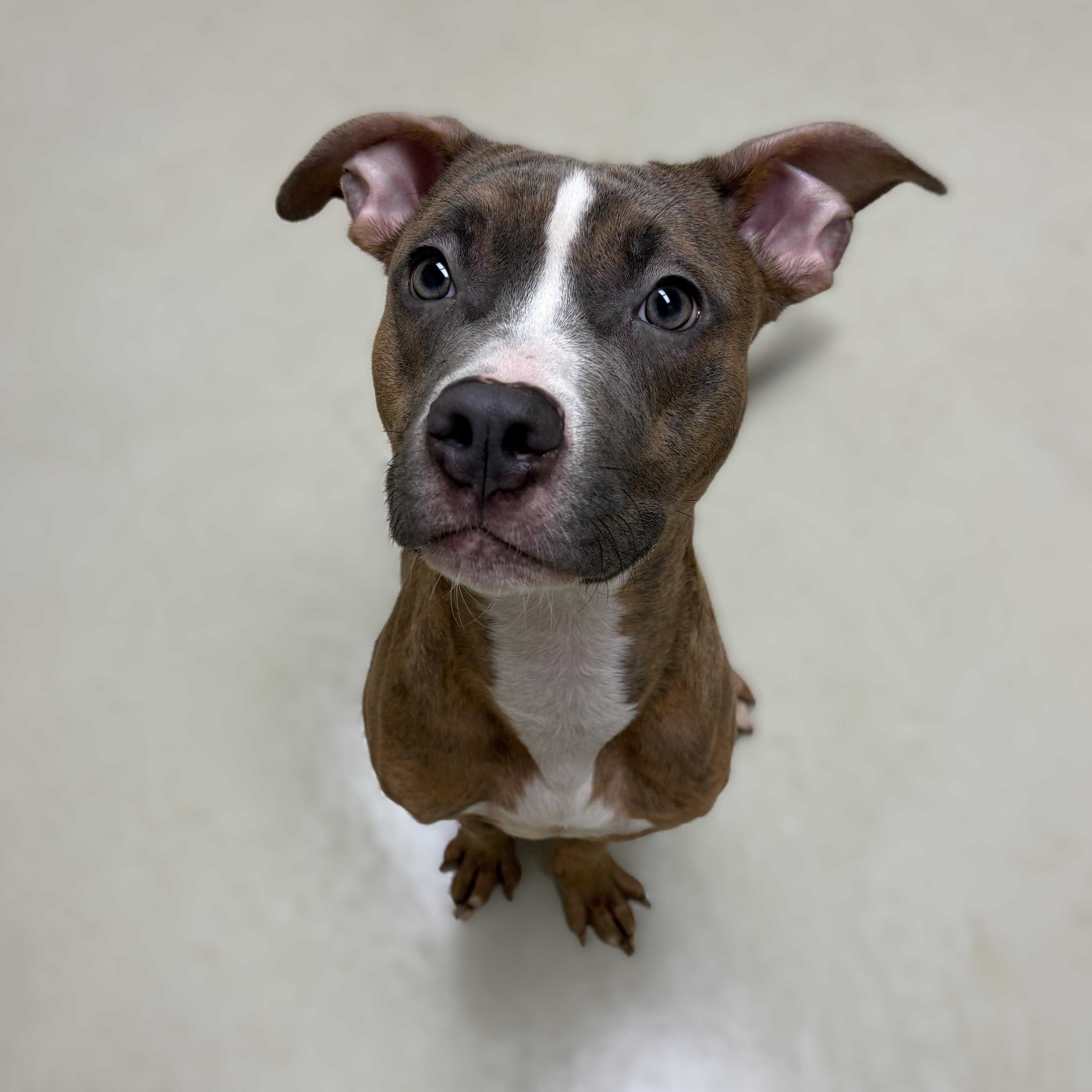 Brix- 53671, ADOPTABLE, Young Male Pit Bull Terrier.