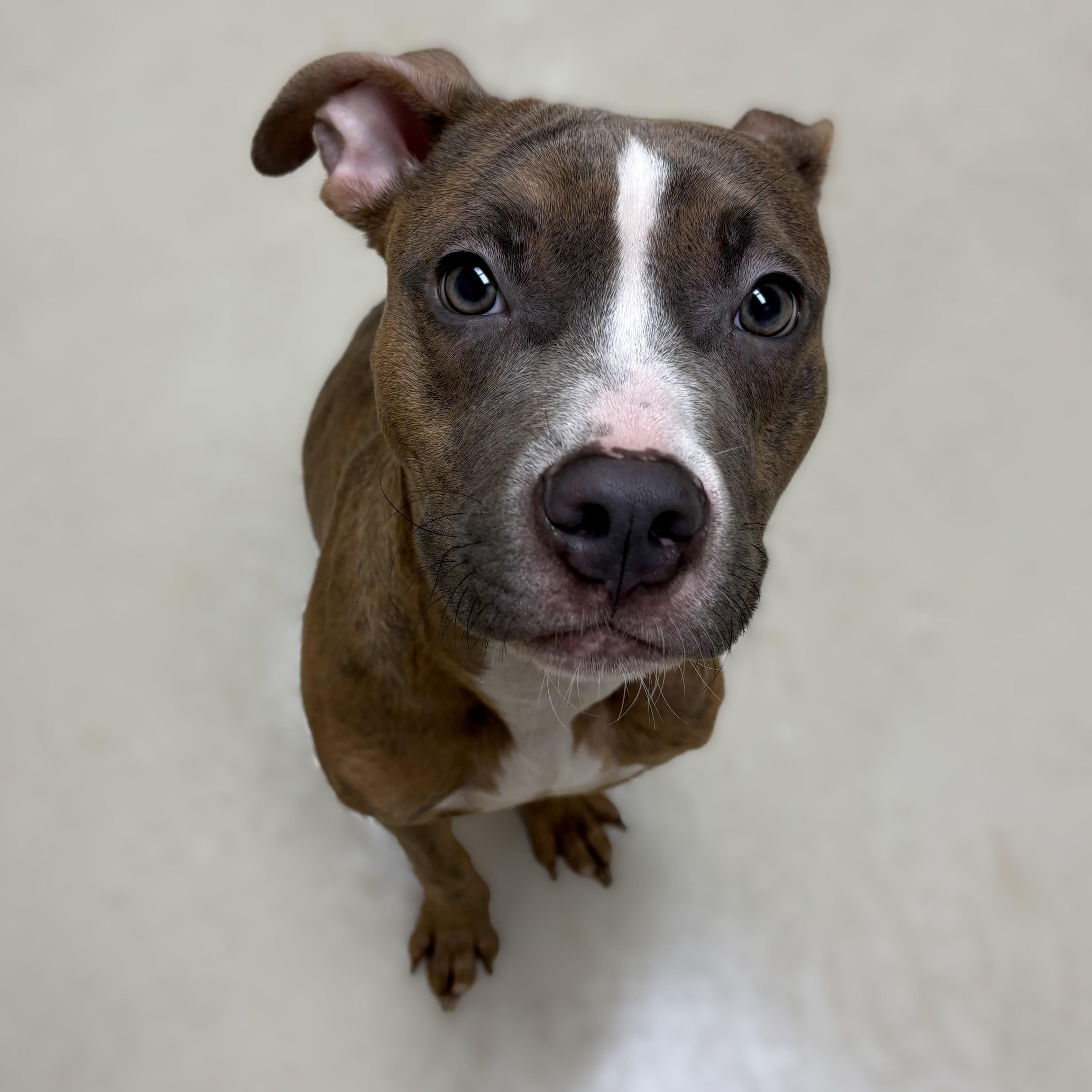 Enlarge Brix- 53671, a ADOPTABLE mixed breed in Columbia, MD image 3/3