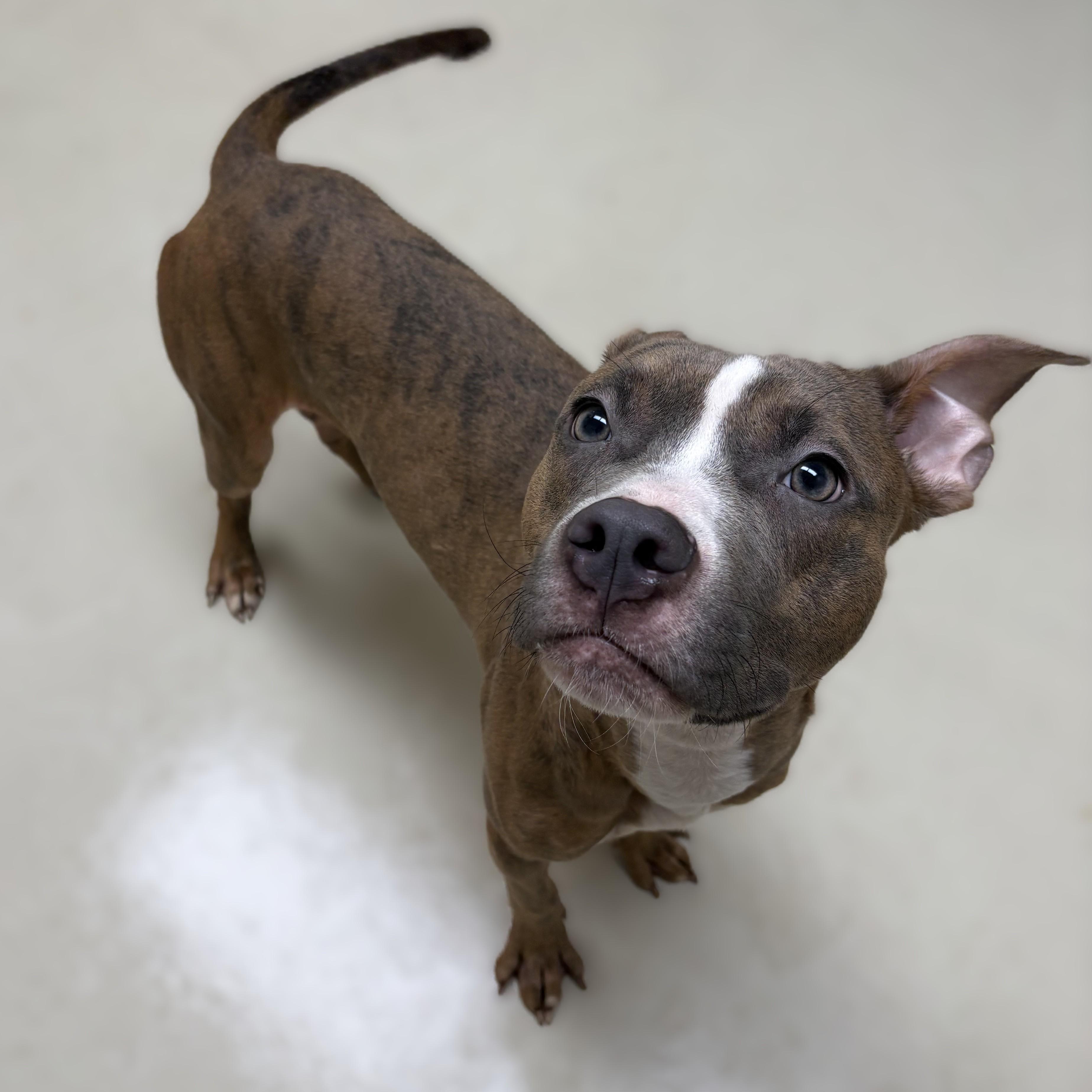 Enlarge Brix- 53671, a ADOPTABLE mixed breed in Columbia, MD image 2/3