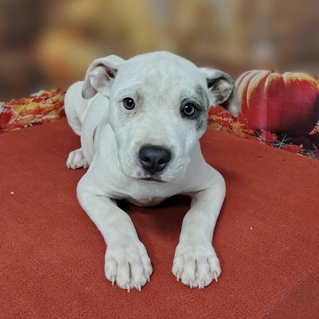 Enlarge Lumi, a Adoptable mixed breed in Griswold, CT image 1/4