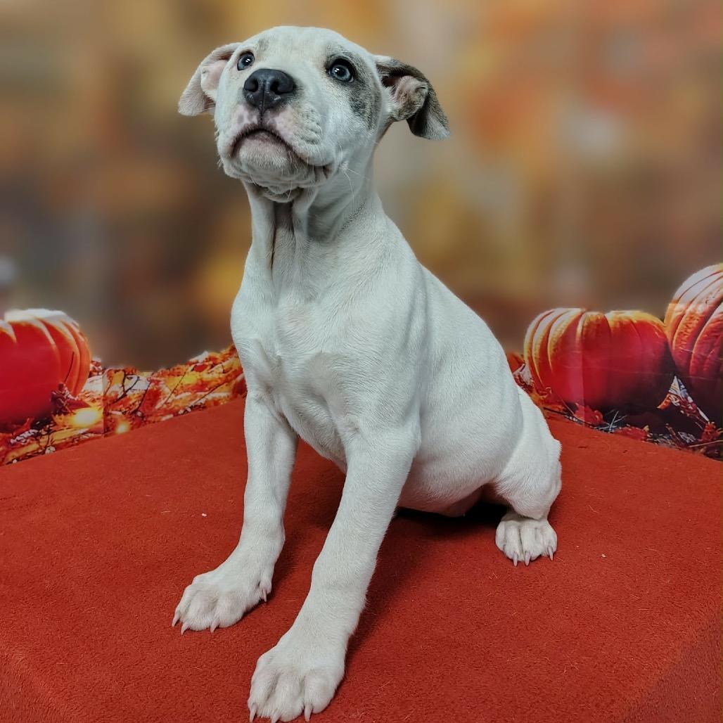 Enlarge Lumi, a Adoptable mixed breed in Griswold, CT image 2/4