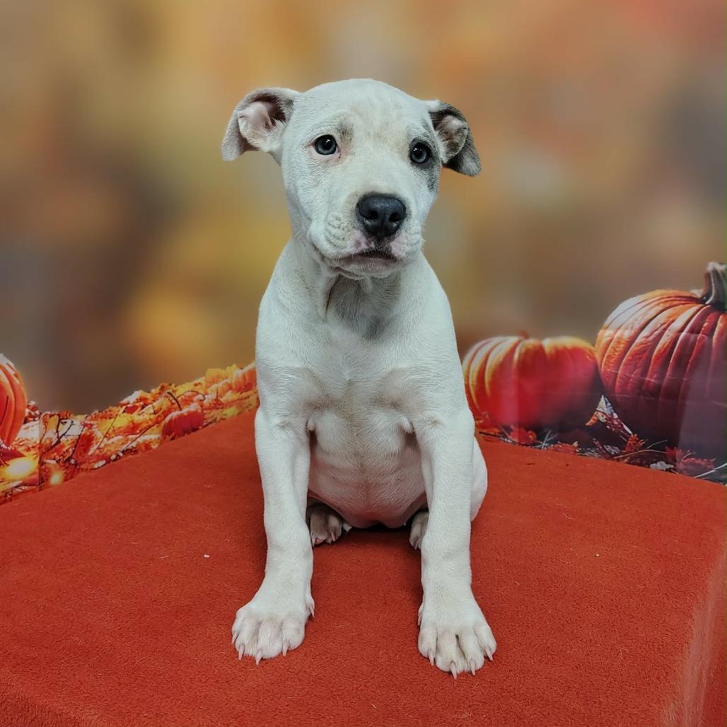 Enlarge Lumi, a Adoptable mixed breed in Griswold, CT image 3/4