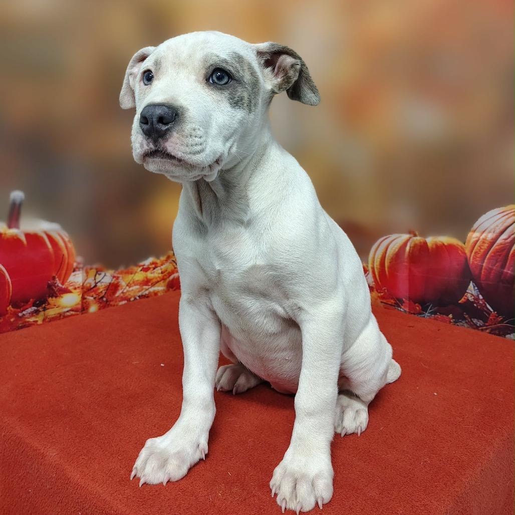 Enlarge Lumi, a Adoptable mixed breed in Griswold, CT image 4/4